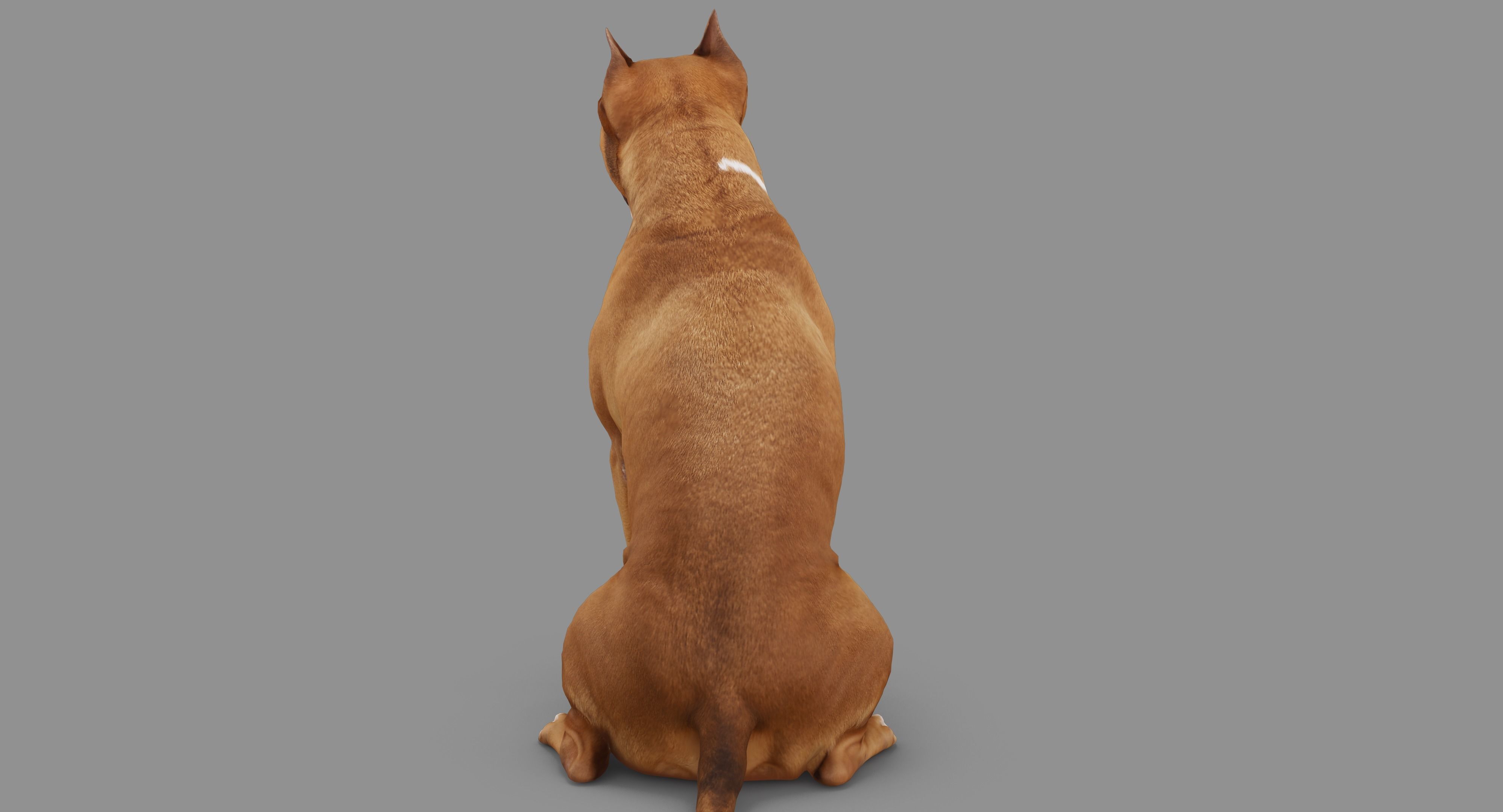 Staffordshire Terrier Dog Low-poly 3D model_69