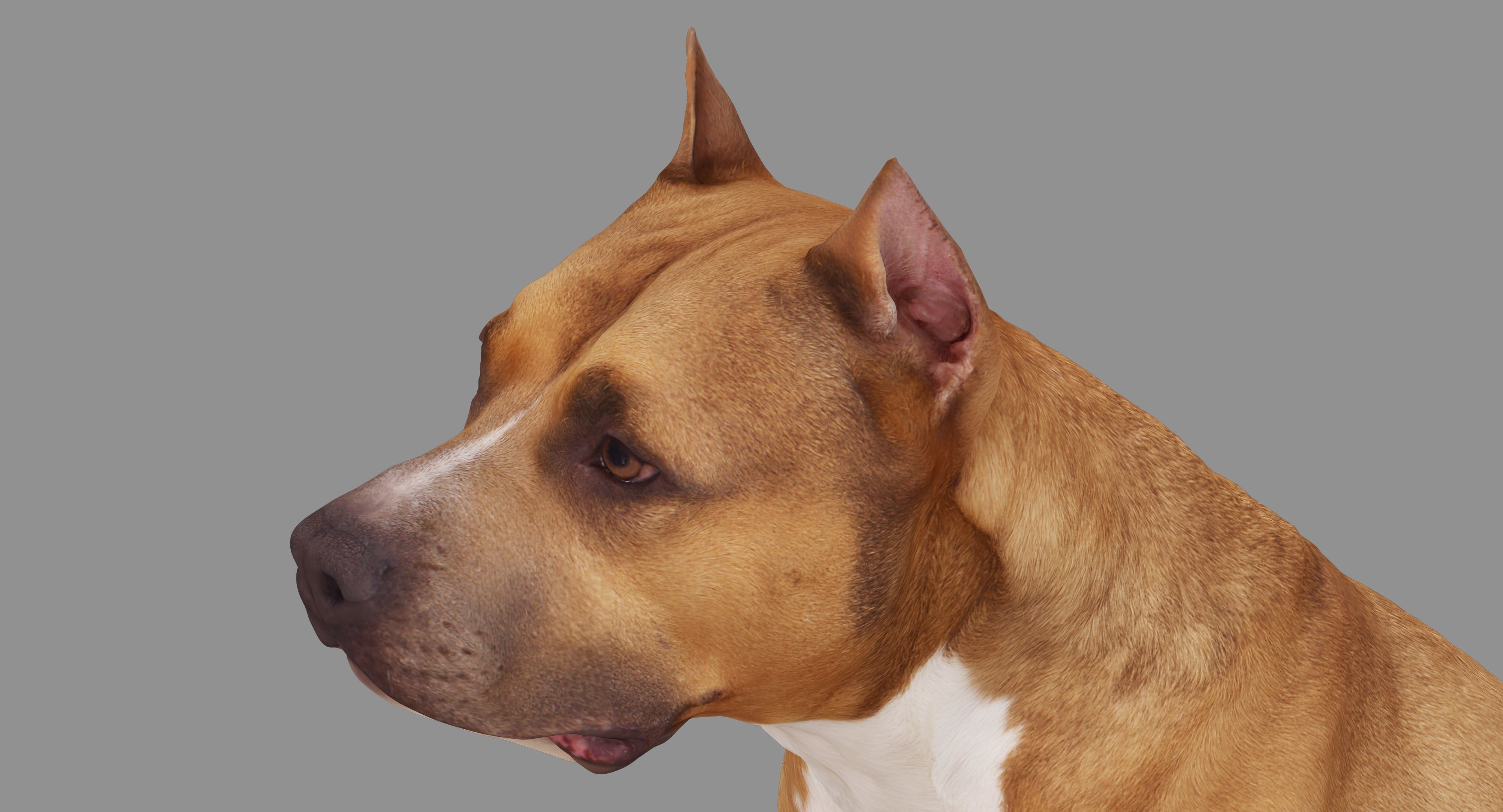Staffordshire Terrier Dog Low-poly 3D model_13