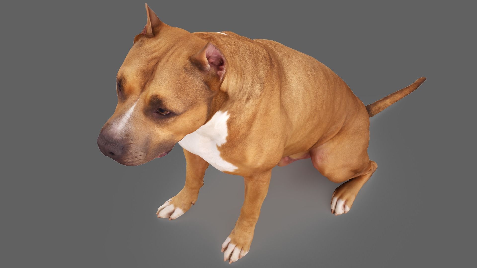 Staffordshire Terrier Dog Low-poly 3D model_4