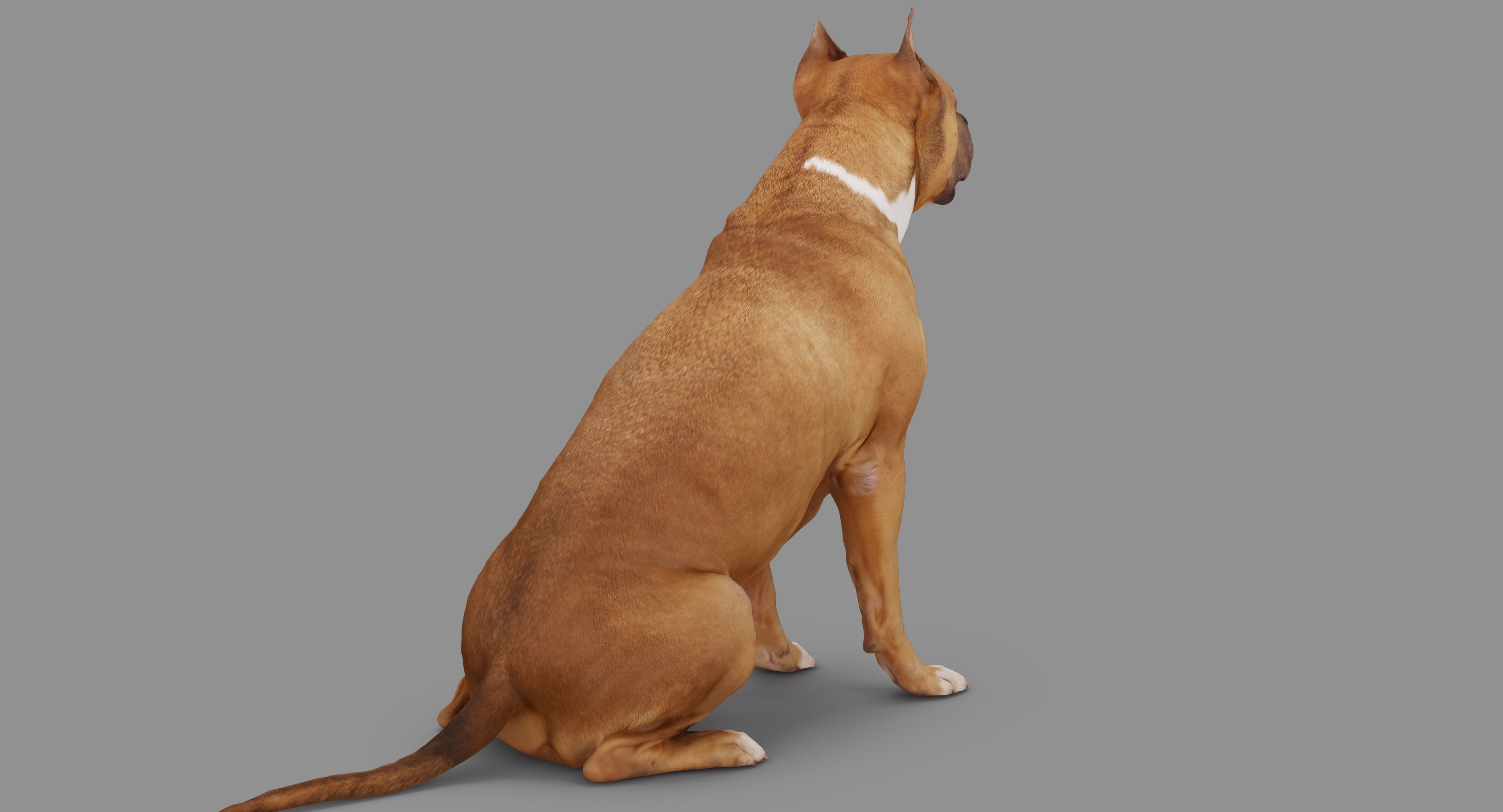 Staffordshire Terrier Dog Low-poly 3D model_63
