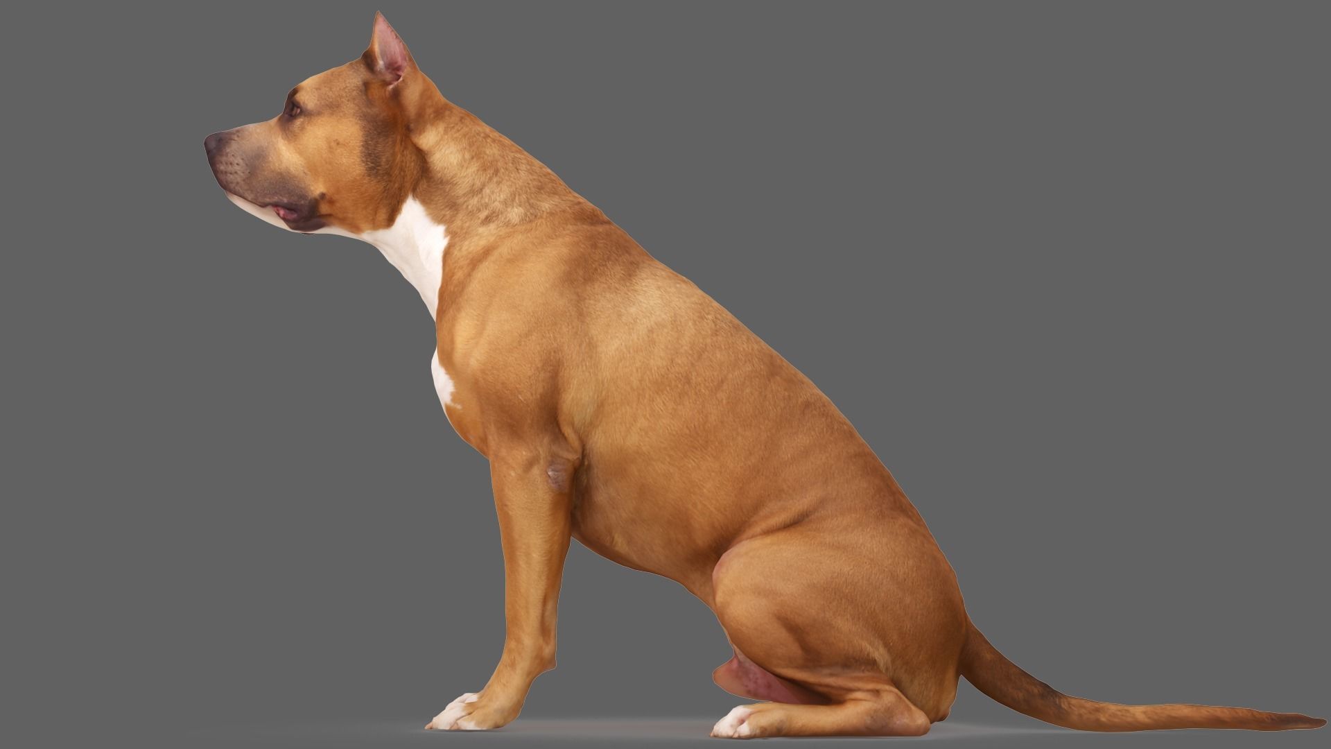 Staffordshire Terrier Dog Low-poly 3D model_3