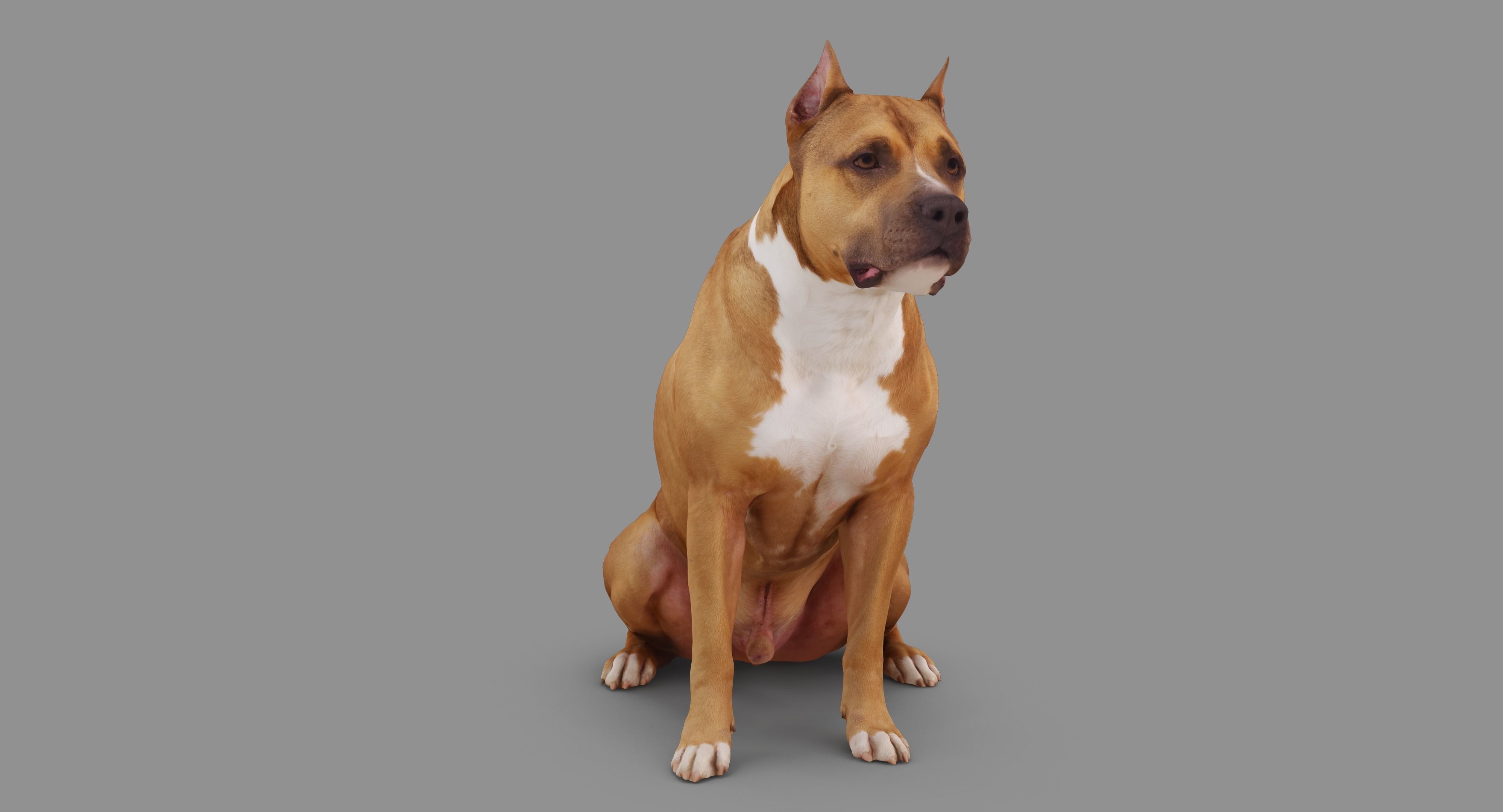 Staffordshire Terrier Dog Low-poly 3D model_47