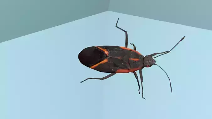 Box Elder Bug