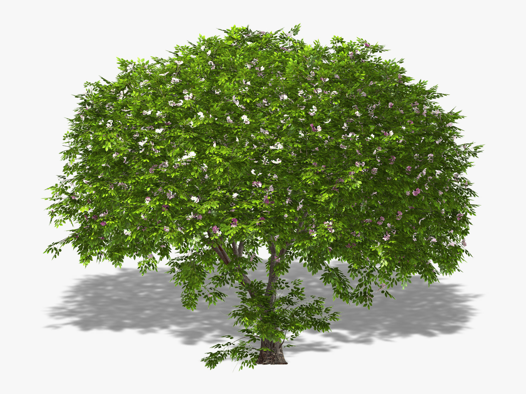 Apple tree 3D model_2