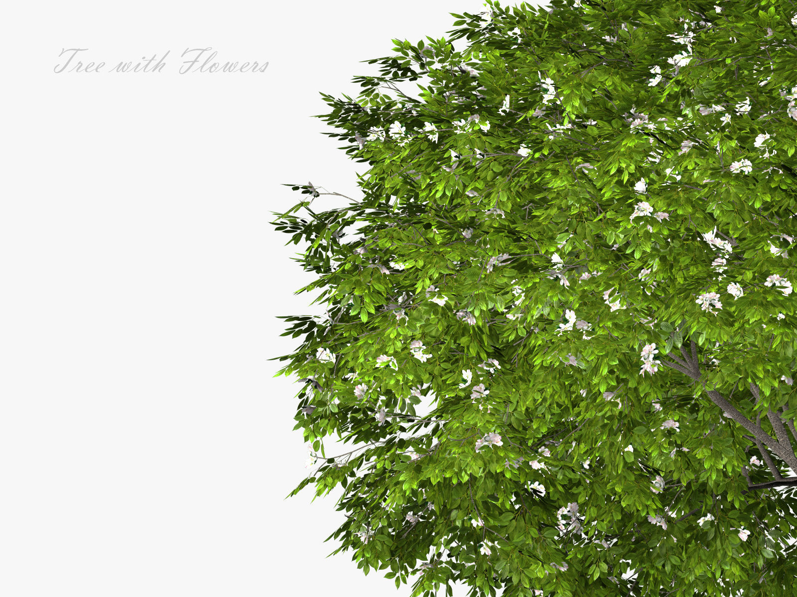 Apple tree 3D model_6