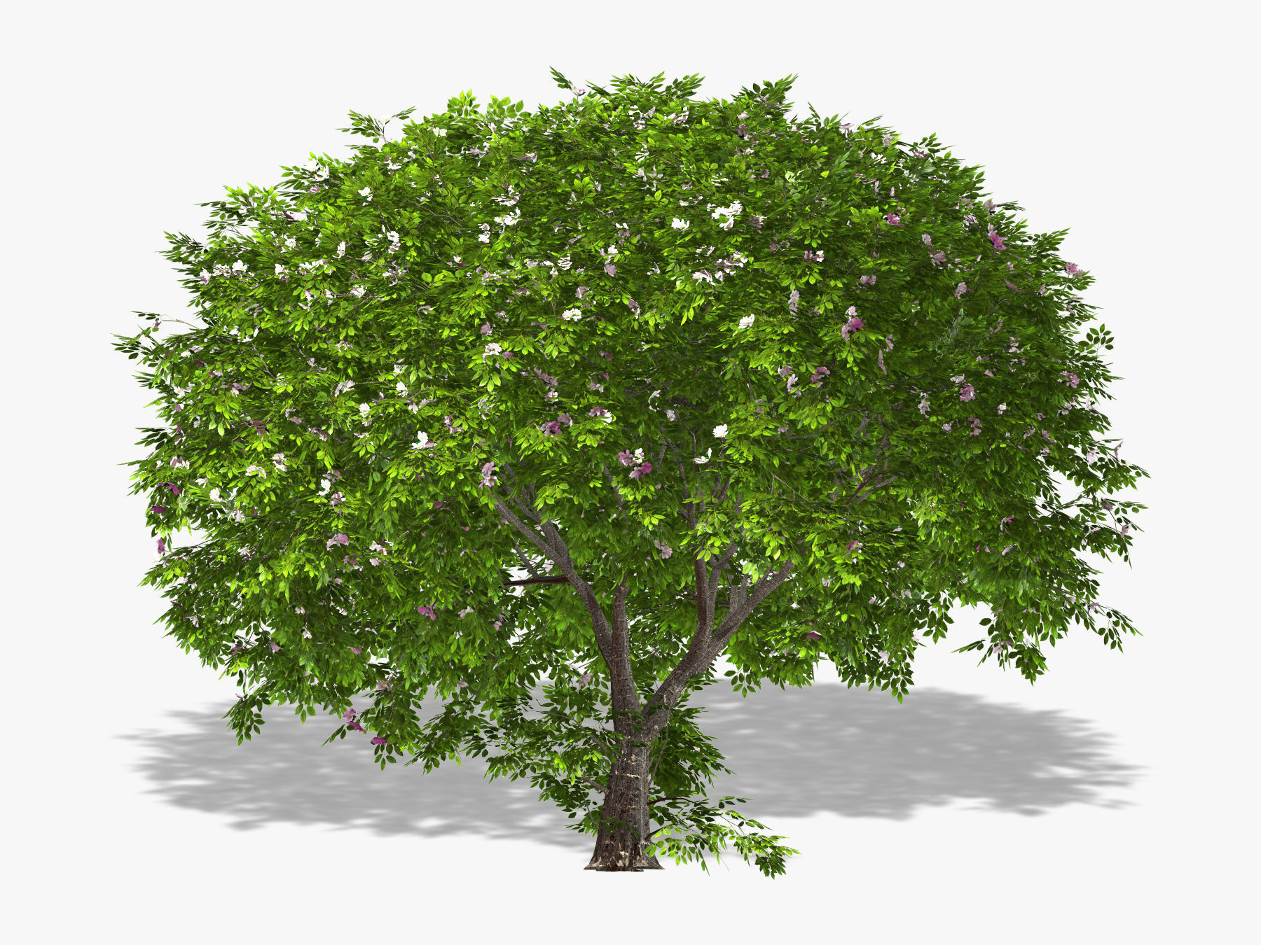 Apple tree 3D model_1