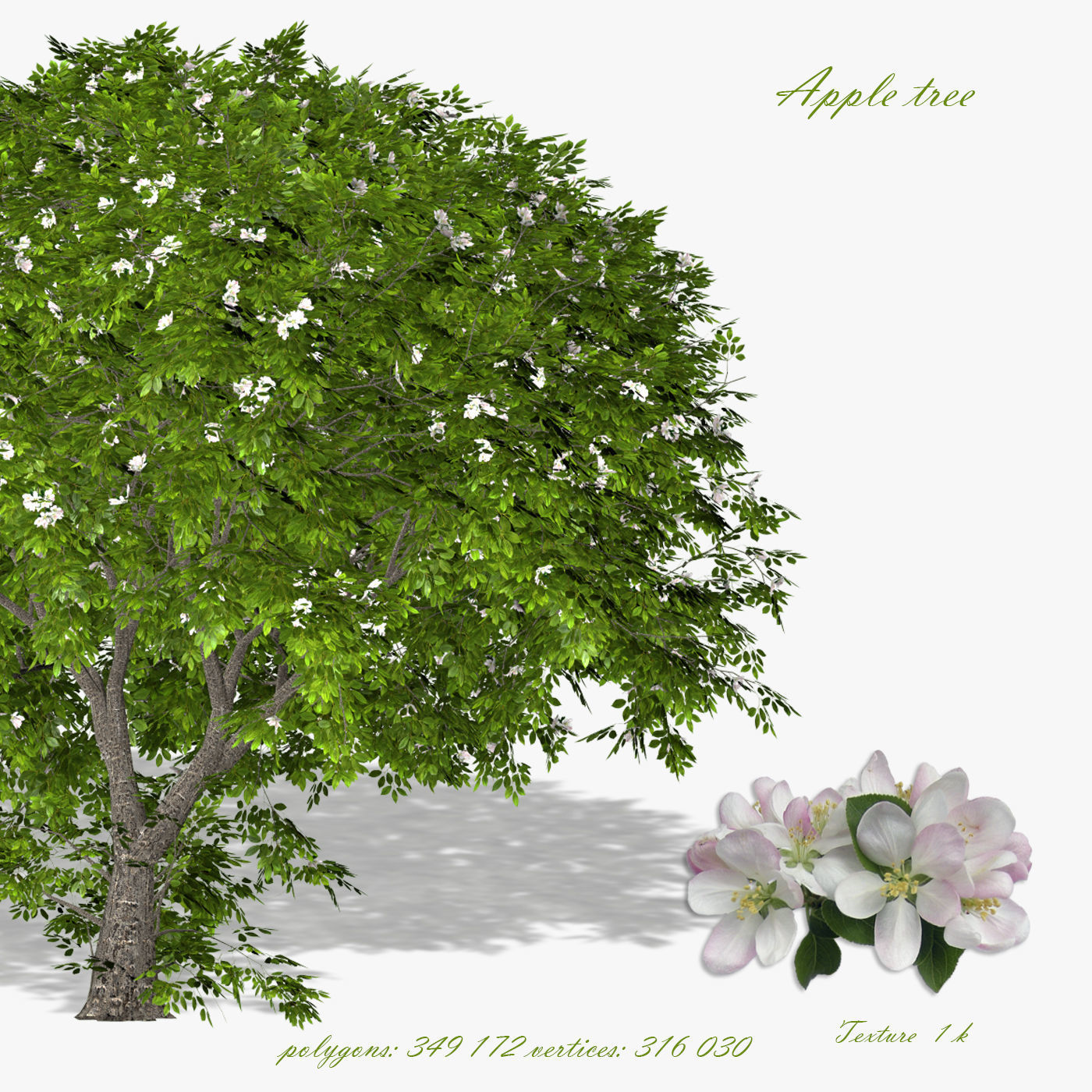Apple tree 3D model_0