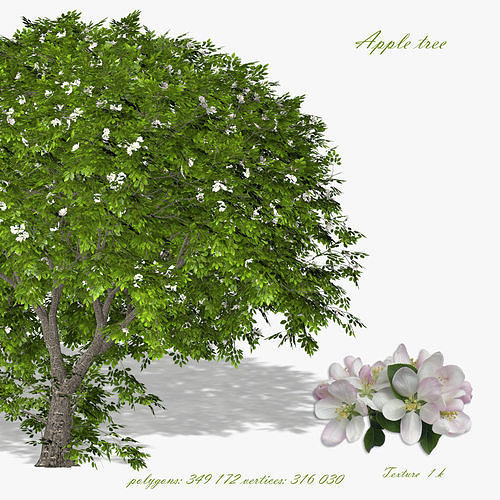 Apple tree 3D model