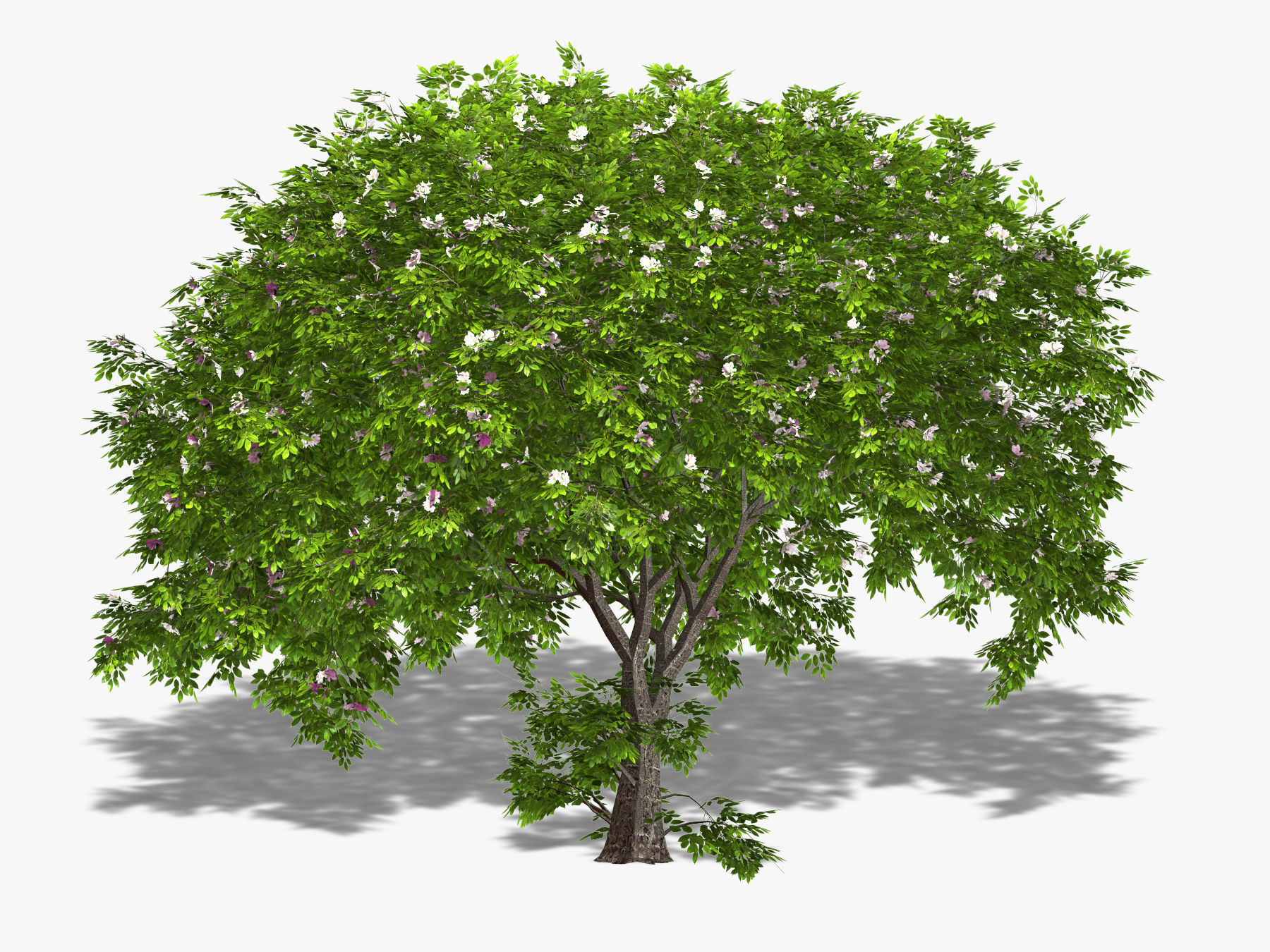 Apple tree 3D model_3