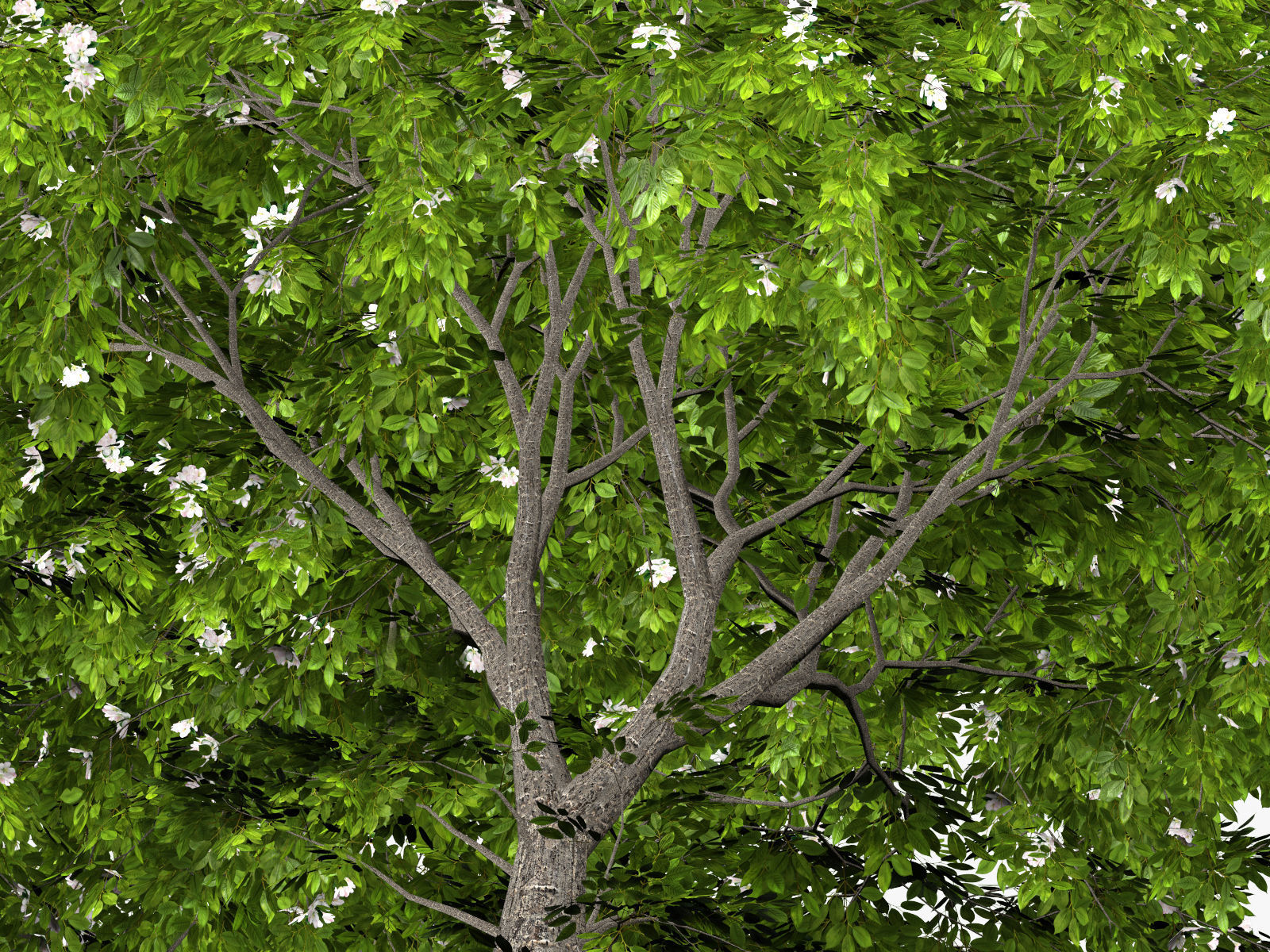 Apple tree 3D model_7