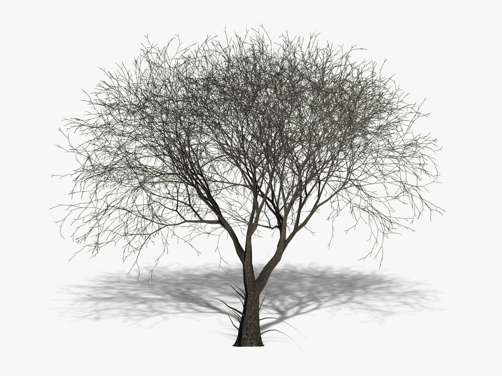 Apple tree 3D model_4