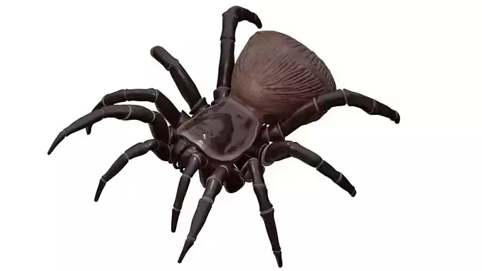 Hourglass Spider 3D model