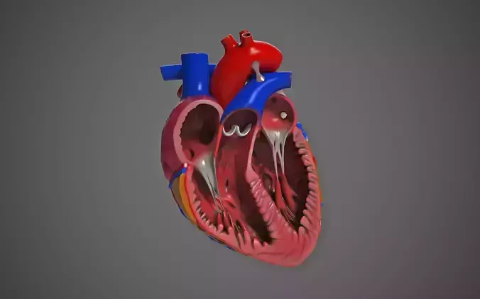 Human Heart  3D model