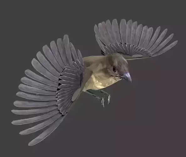 Vogelkop bowerbird 3D model