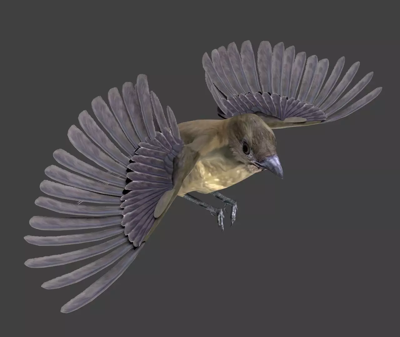 Vogelkop bowerbird 3D model_0