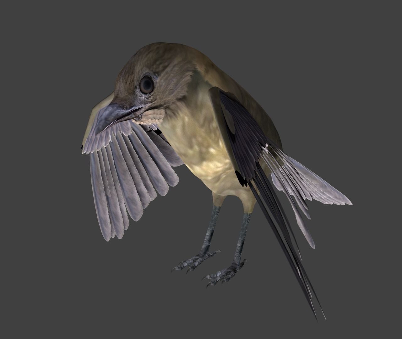 Vogelkop bowerbird 3D model_8