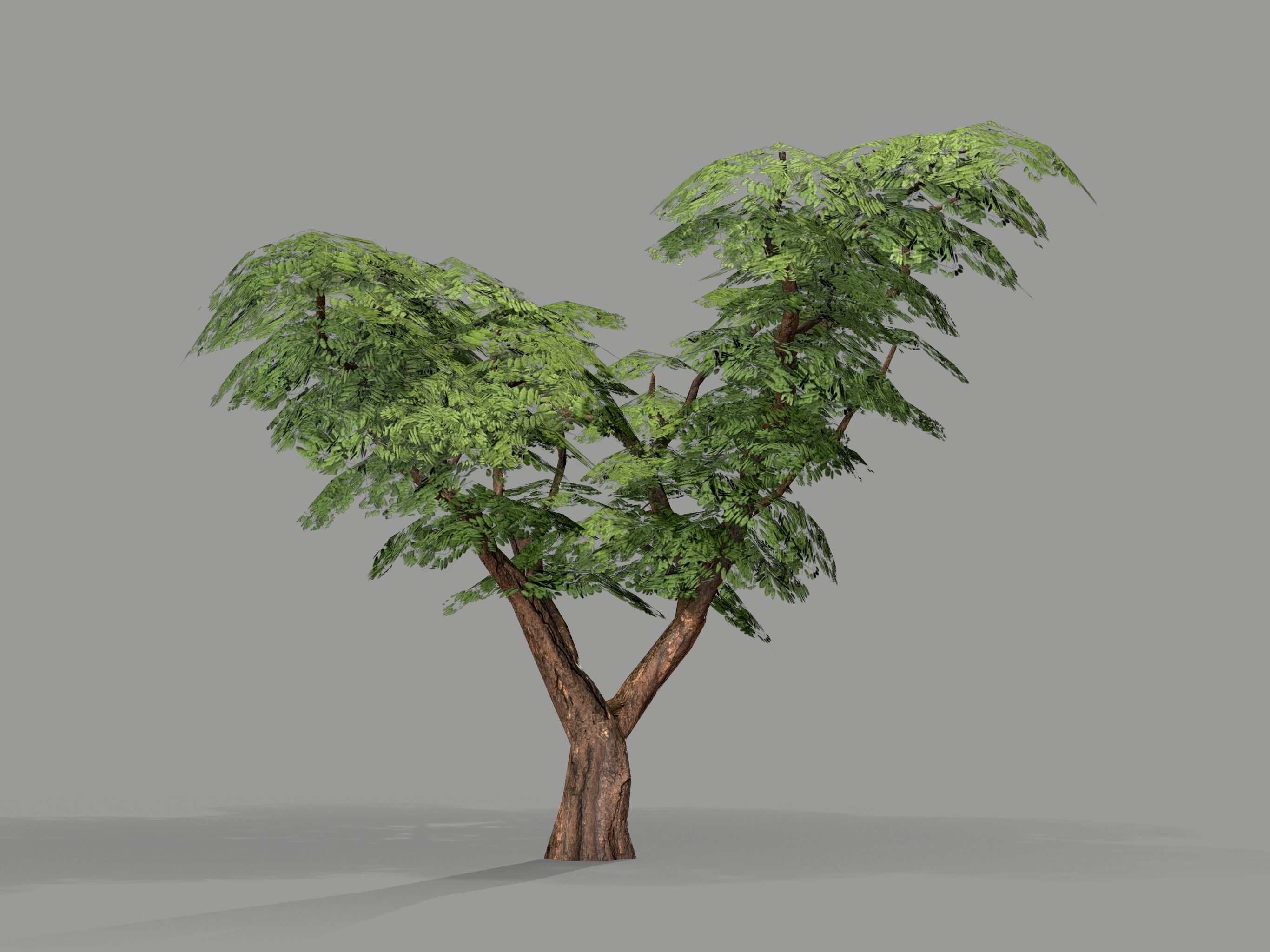 Ucla Tree 2 Variations Low Poly Low-poly 3D model_7