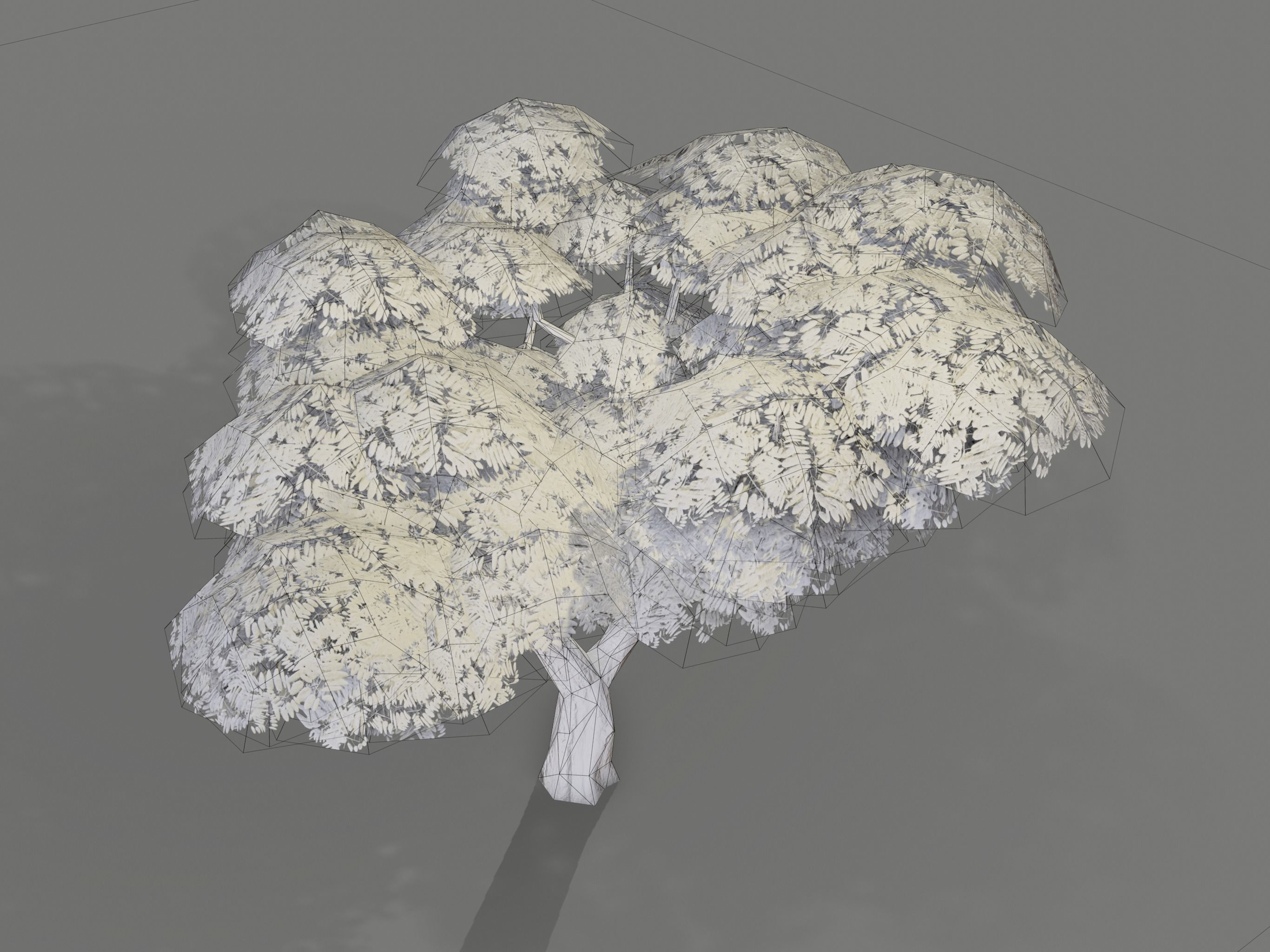 Ucla Tree 2 Variations Low Poly Low-poly 3D model_14