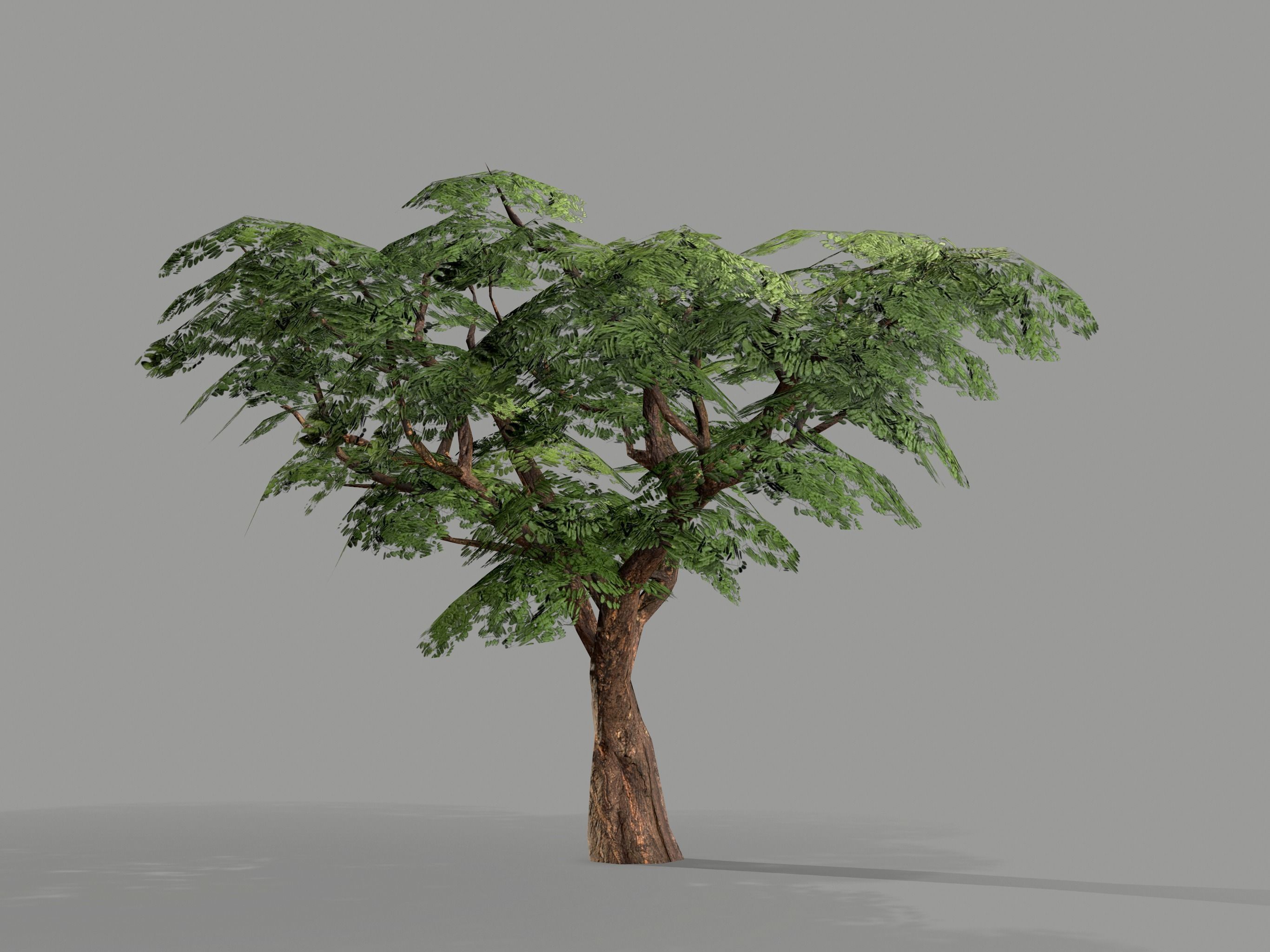 Ucla Tree 2 Variations Low Poly Low-poly 3D model_6