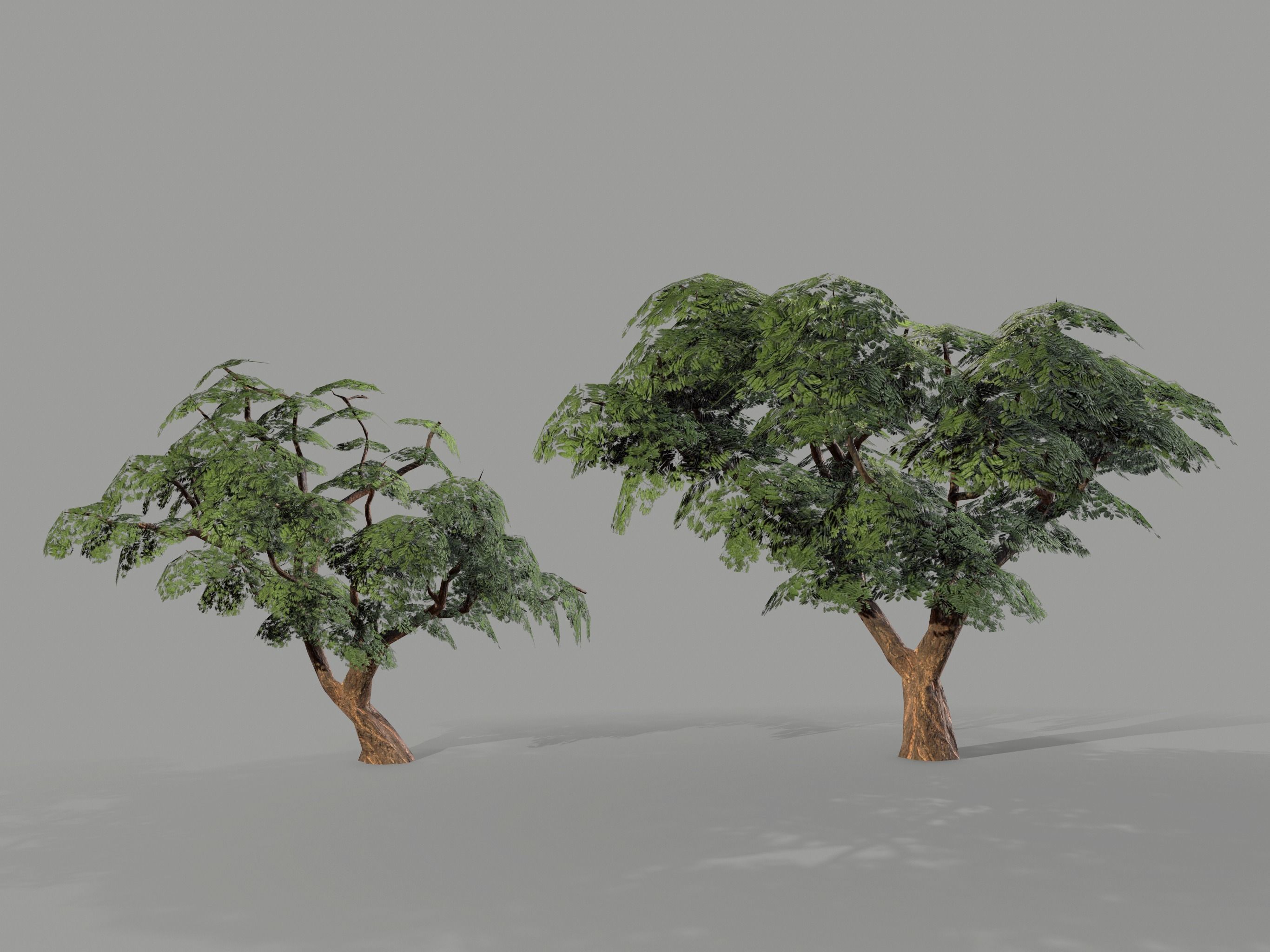 Ucla Tree 2 Variations Low Poly Low-poly 3D model_3
