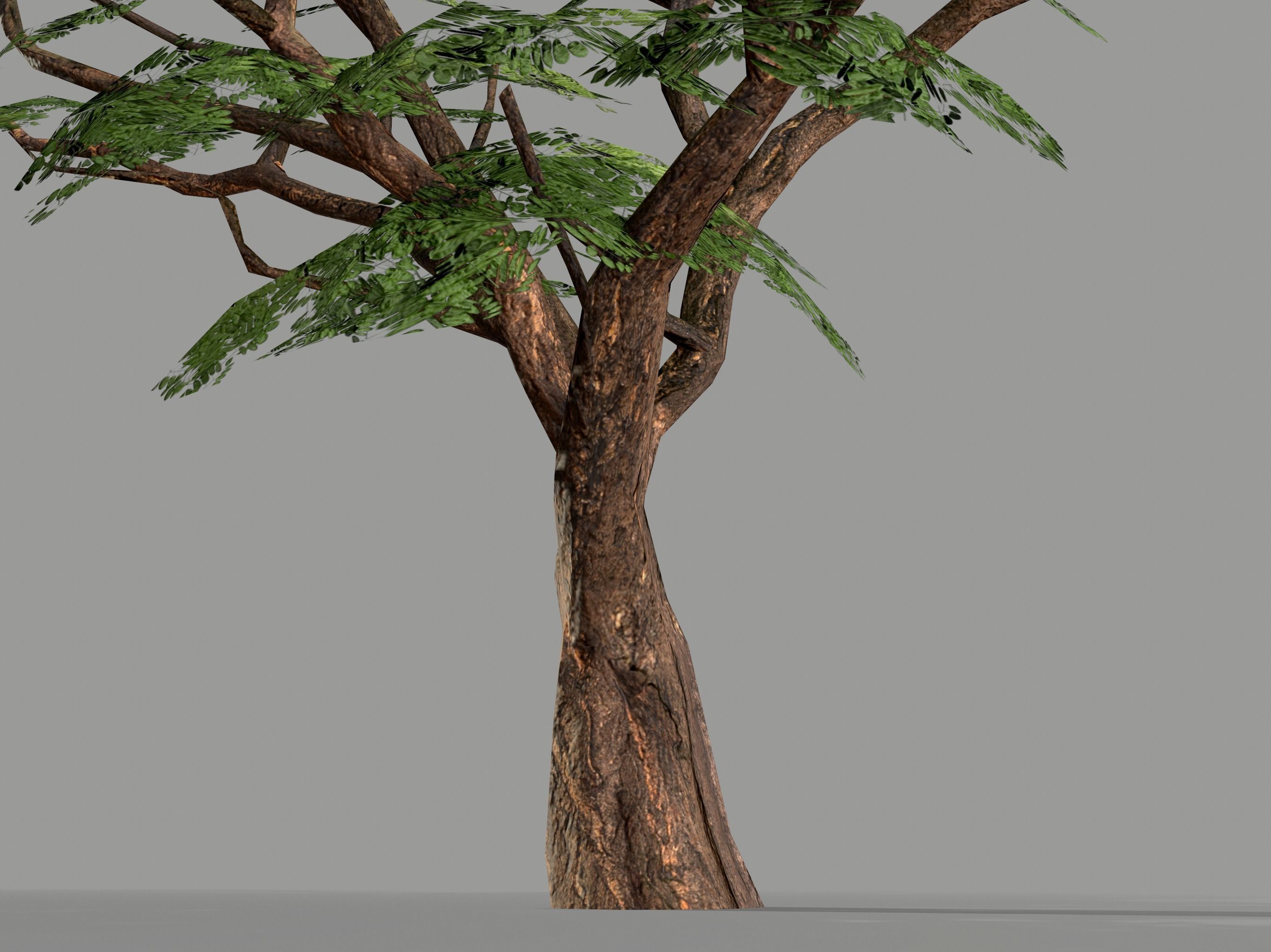 Ucla Tree 2 Variations Low Poly Low-poly 3D model_9