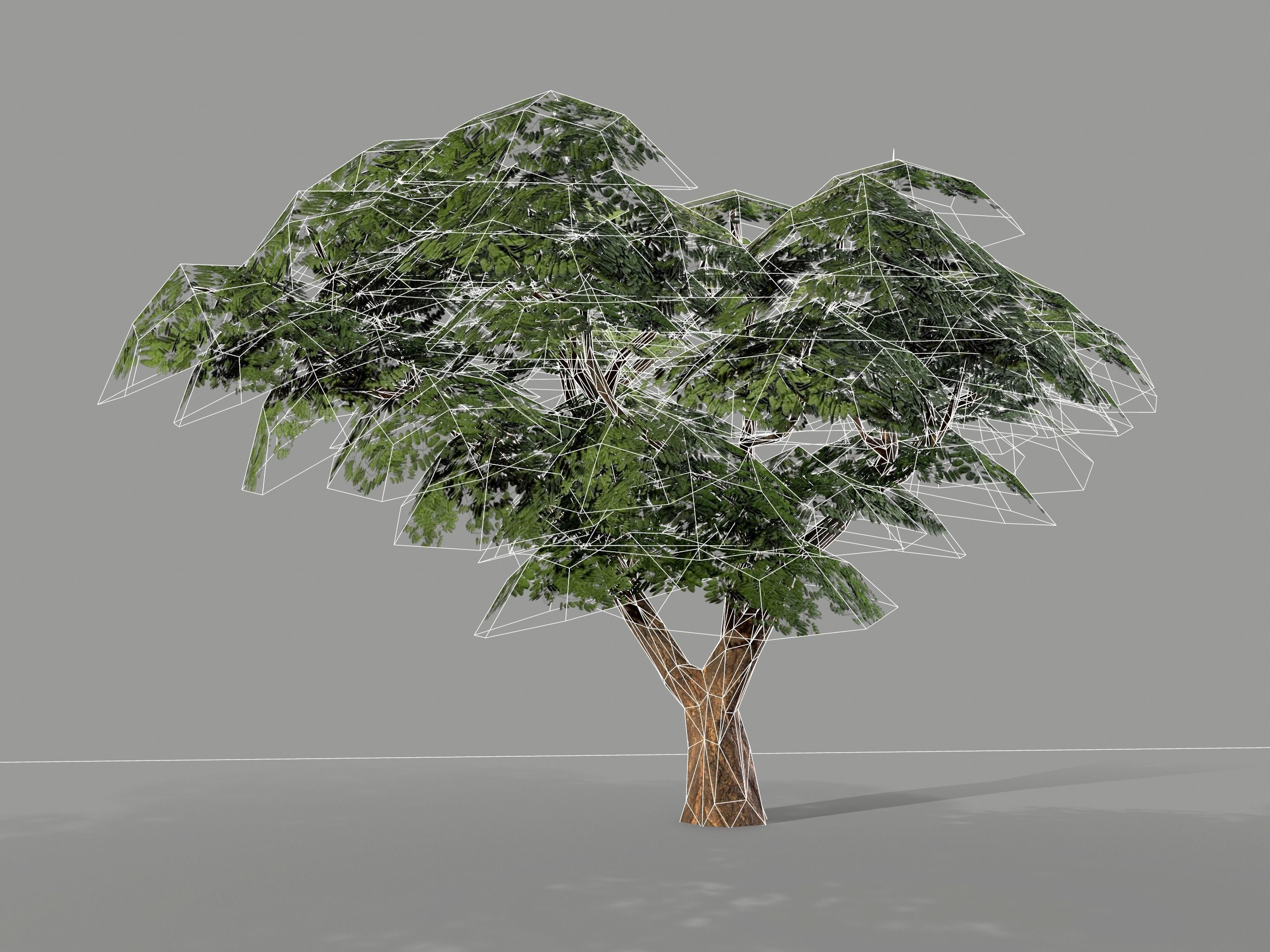 Ucla Tree 2 Variations Low Poly Low-poly 3D model_10