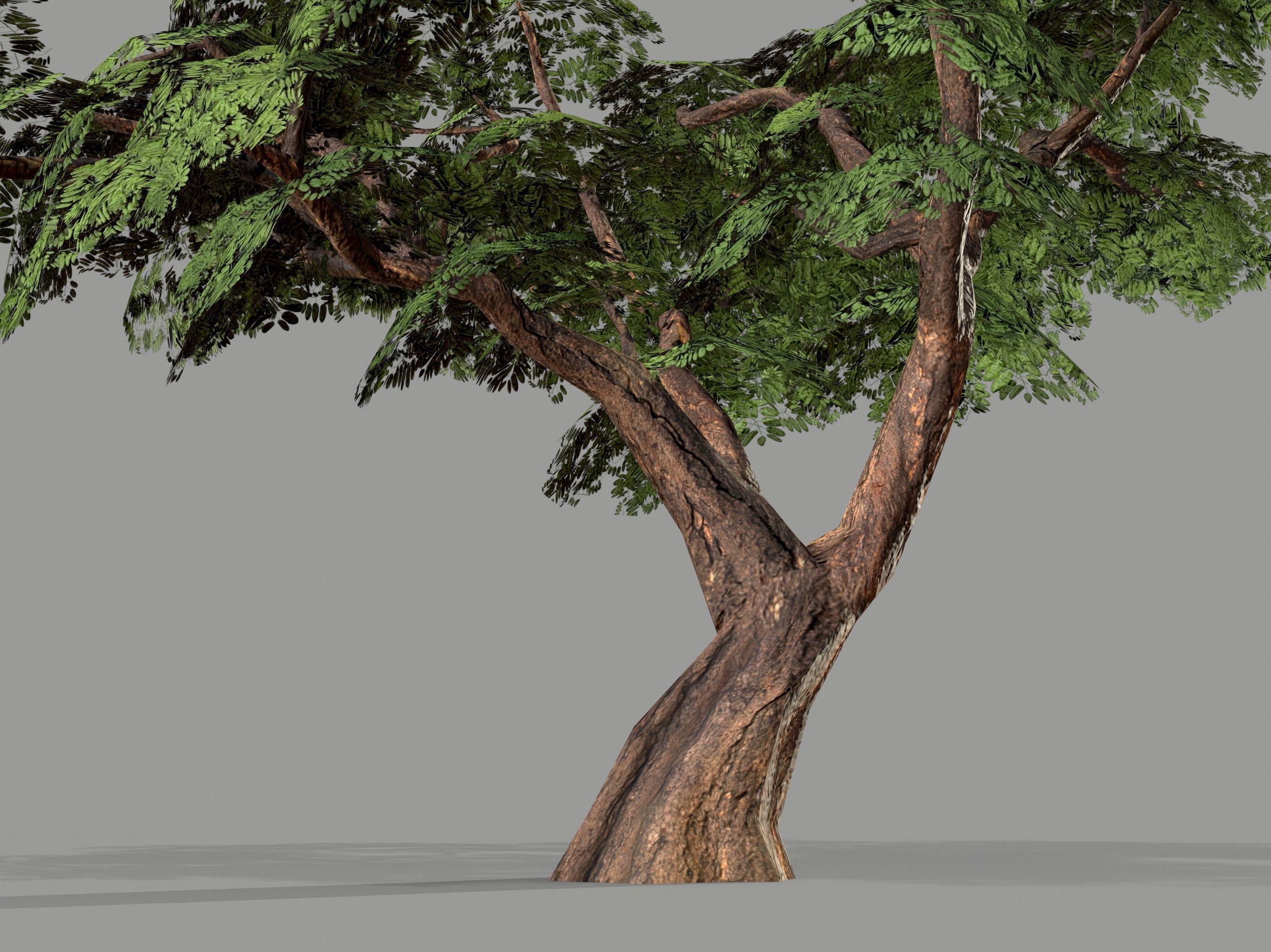 Ucla Tree 2 Variations Low Poly Low-poly 3D model_20