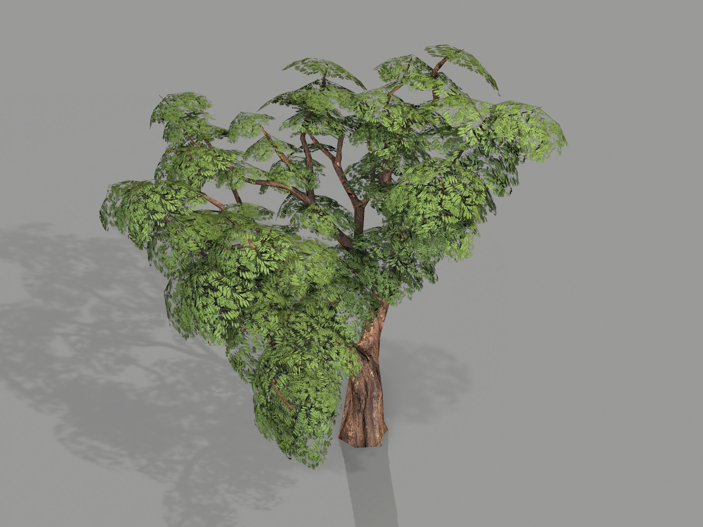 Ucla Tree 2 Variations Low Poly Low-poly 3D model_19