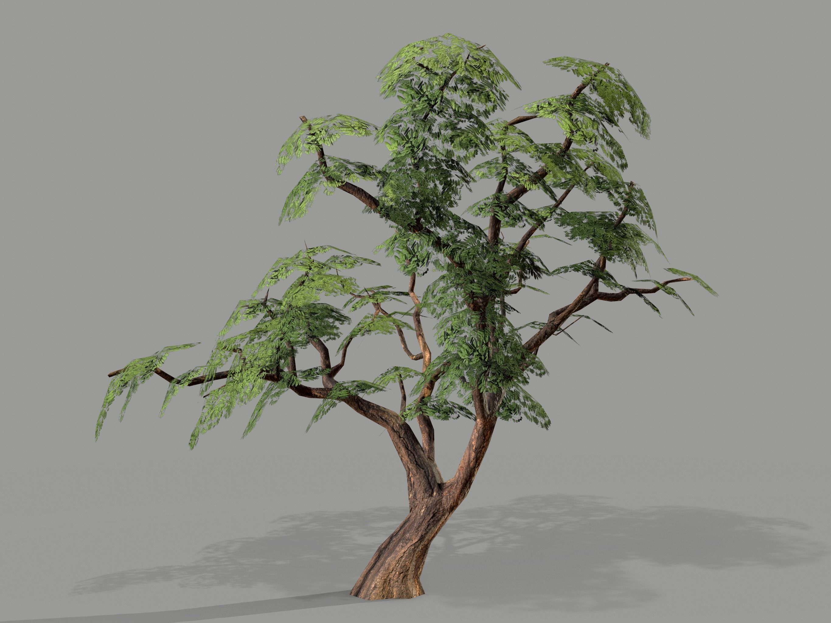 Ucla Tree 2 Variations Low Poly Low-poly 3D model_16