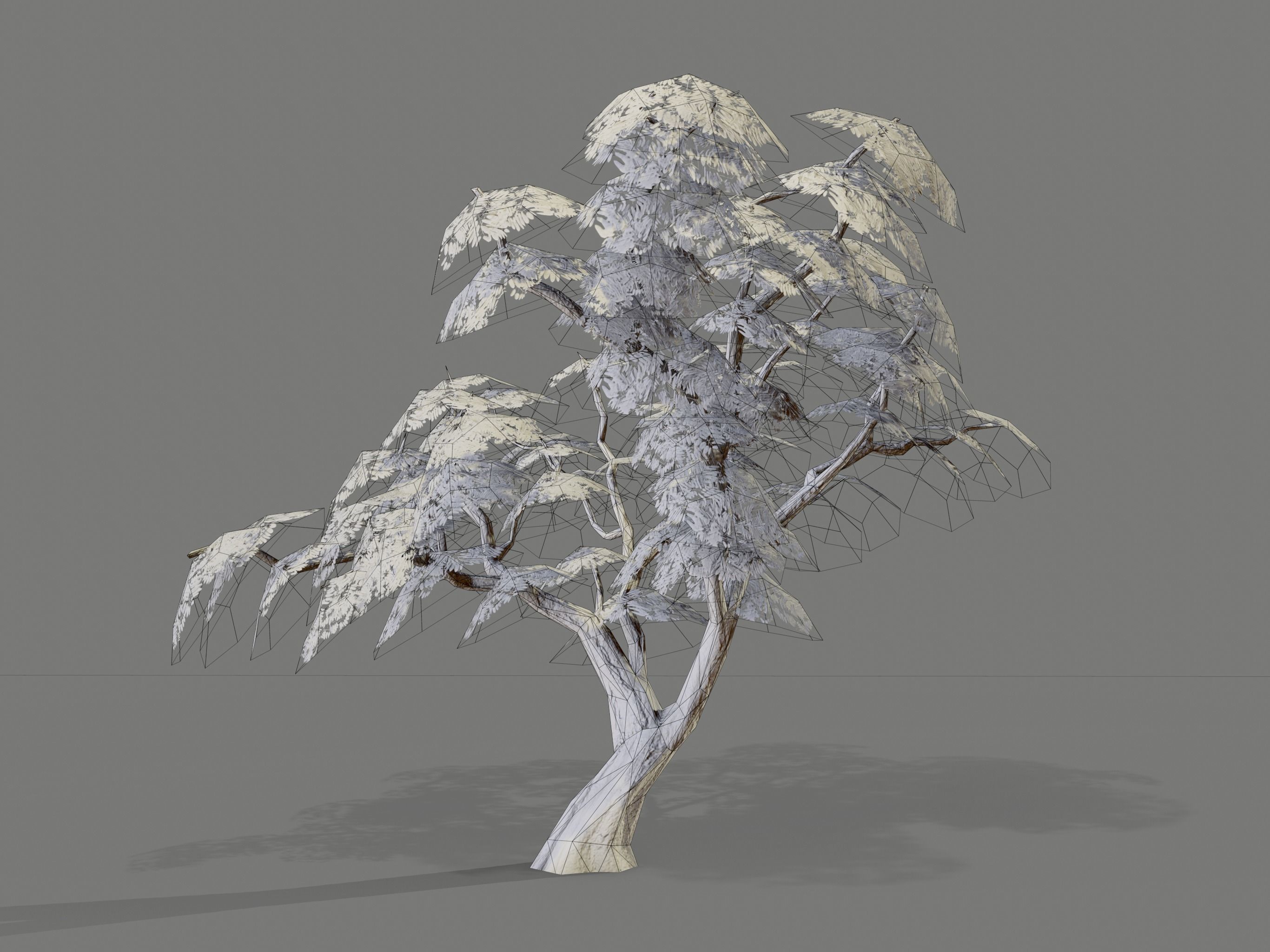 Ucla Tree 2 Variations Low Poly Low-poly 3D model_22