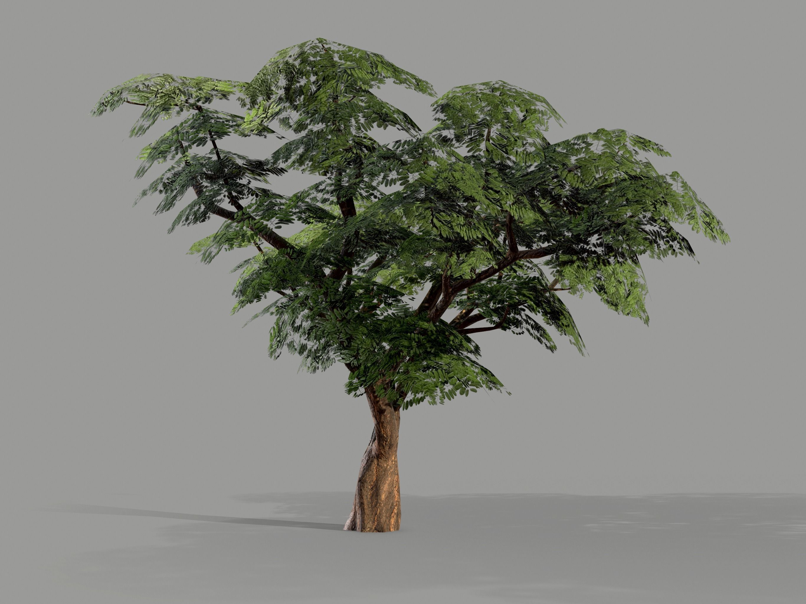 Ucla Tree 2 Variations Low Poly Low-poly 3D model_4