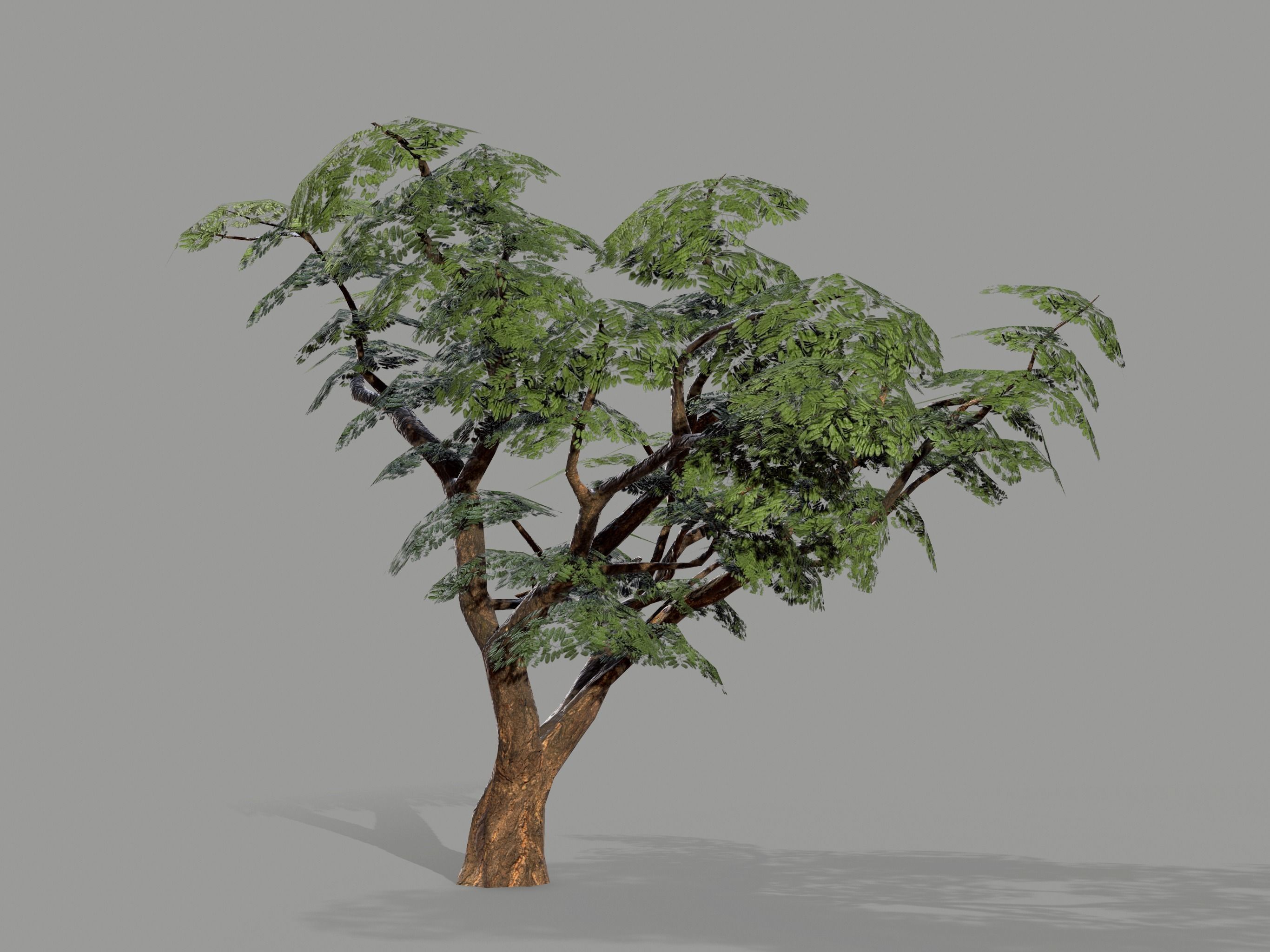 Ucla Tree 2 Variations Low Poly Low-poly 3D model_17