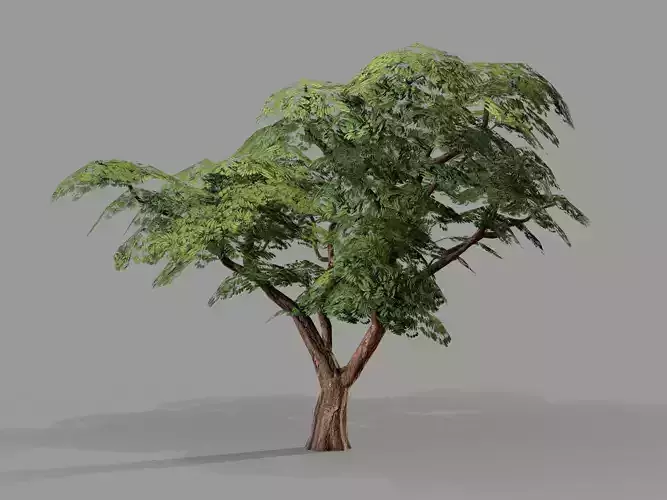 Ucla Tree 2 Variations Low Poly Low-poly 3D model