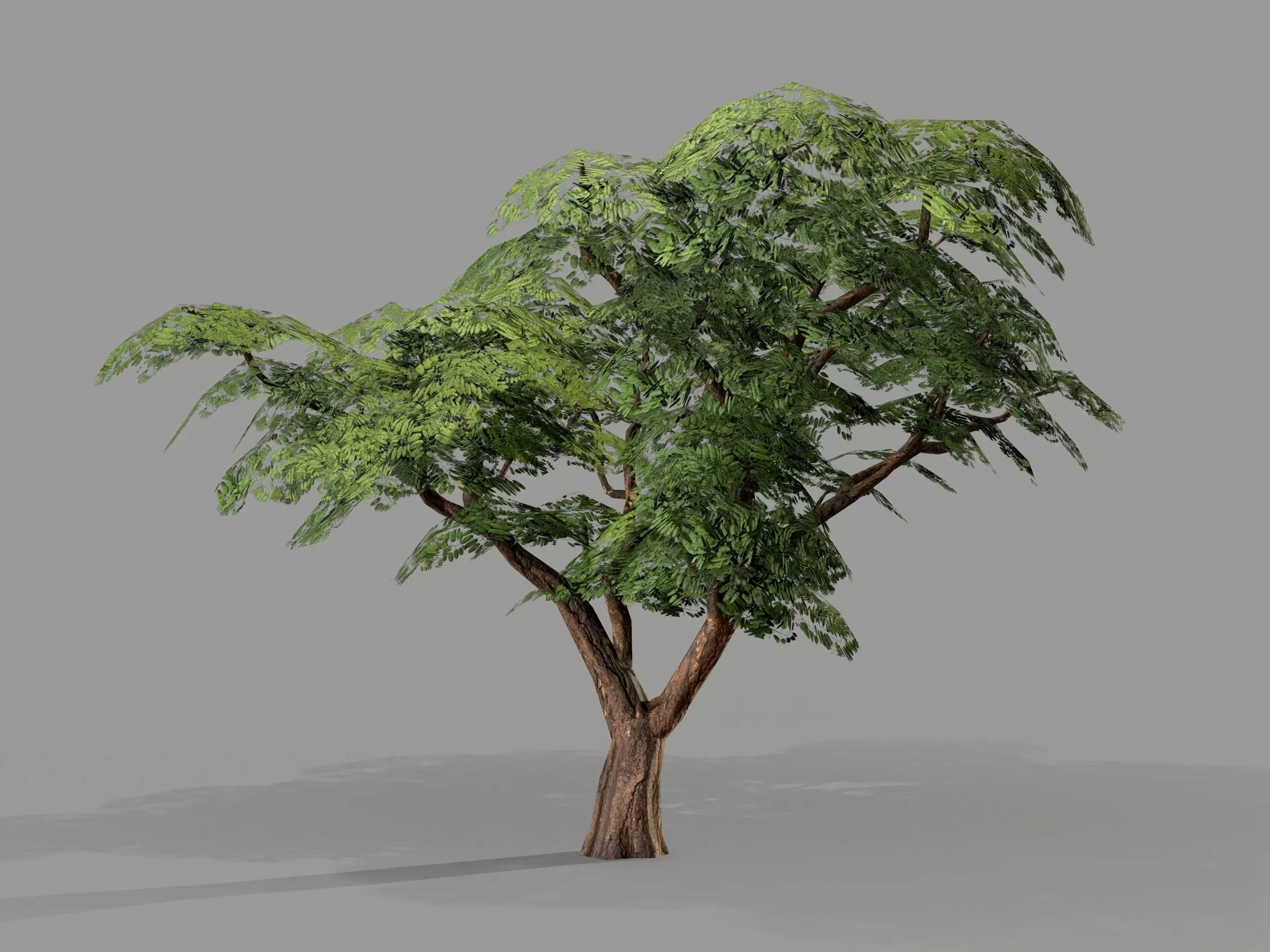 Ucla Tree 2 Variations Low Poly Low-poly 3D model_0