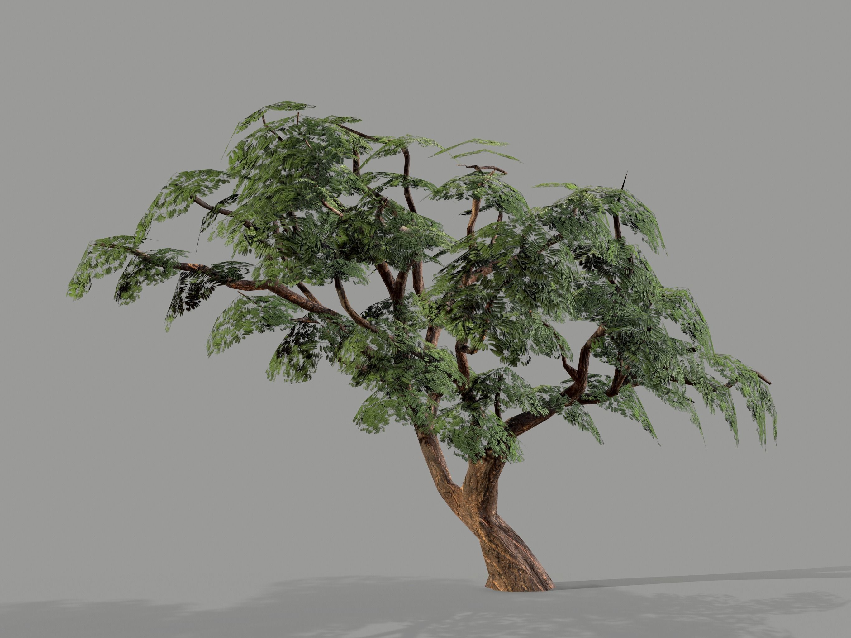 Ucla Tree 2 Variations Low Poly Low-poly 3D model_18