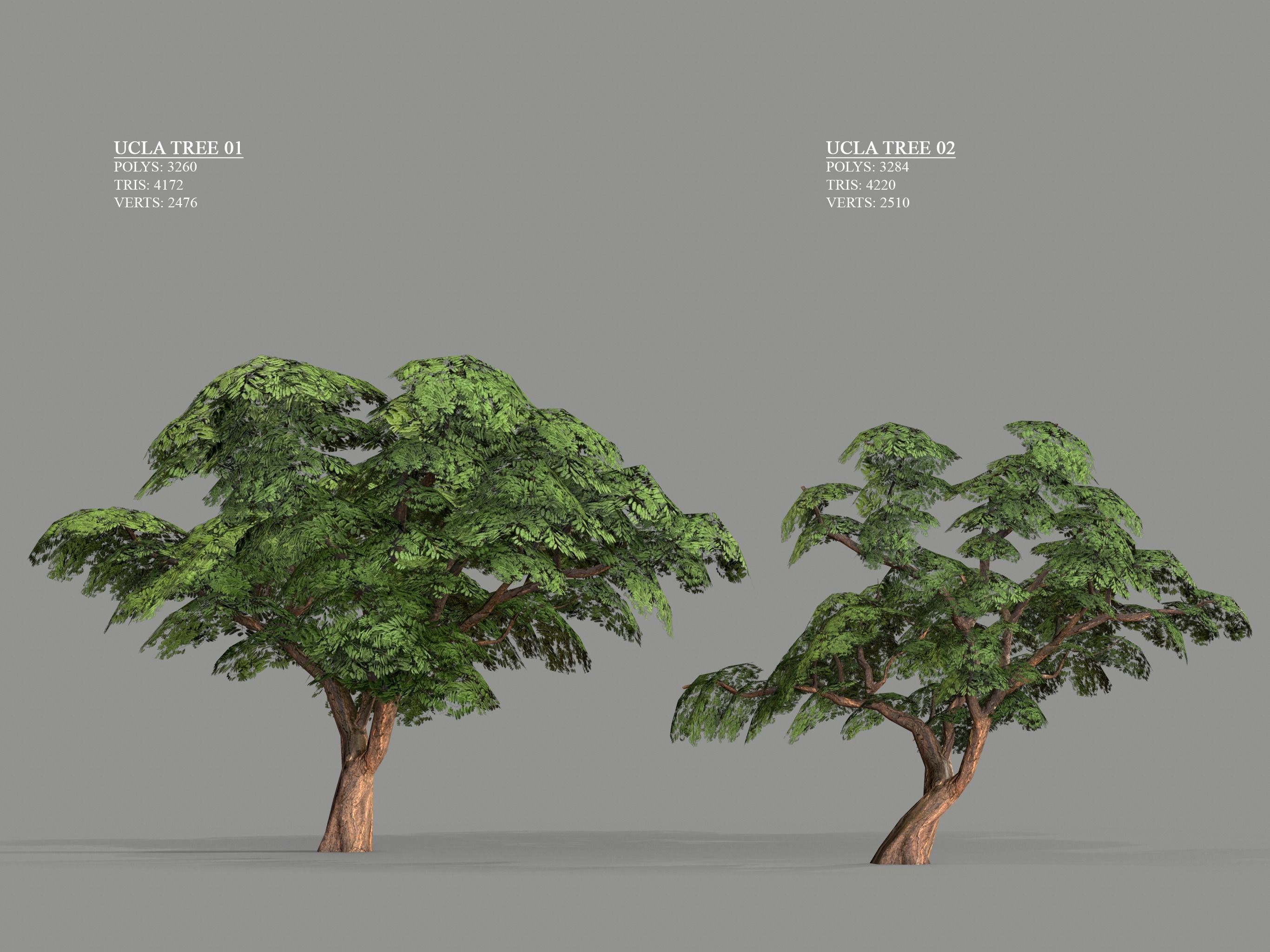 Ucla Tree 2 Variations Low Poly Low-poly 3D model_1