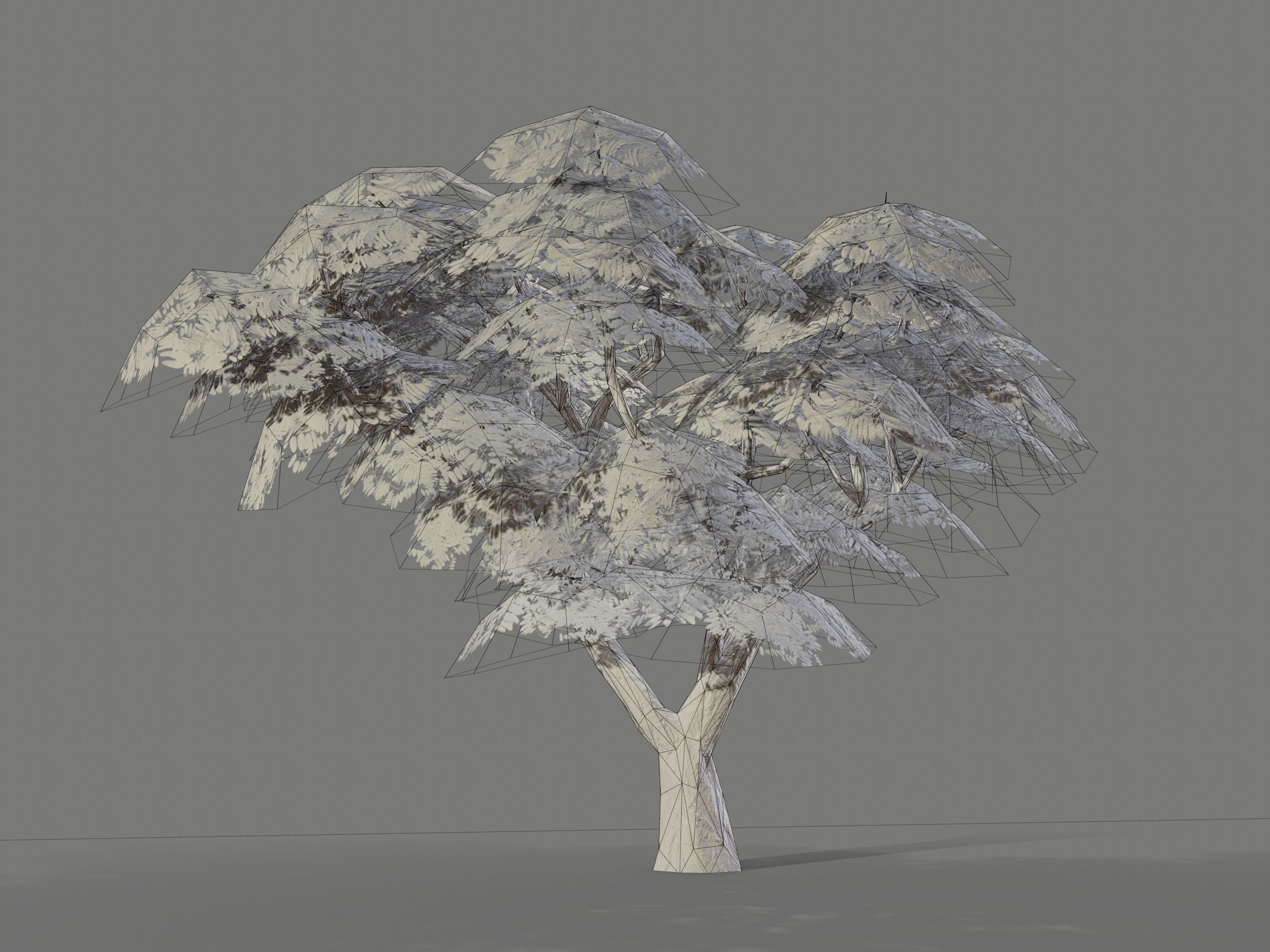 Ucla Tree 2 Variations Low Poly Low-poly 3D model_13