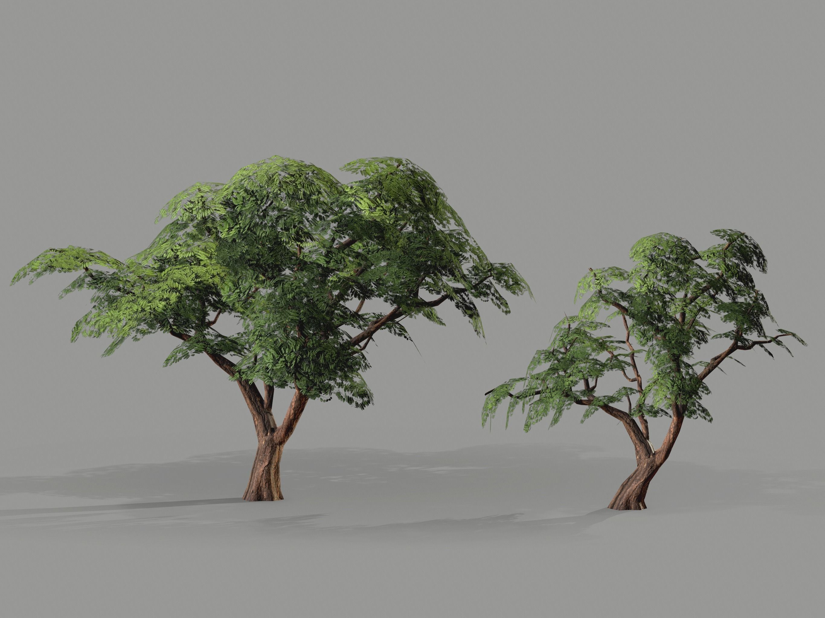 Ucla Tree 2 Variations Low Poly Low-poly 3D model_2