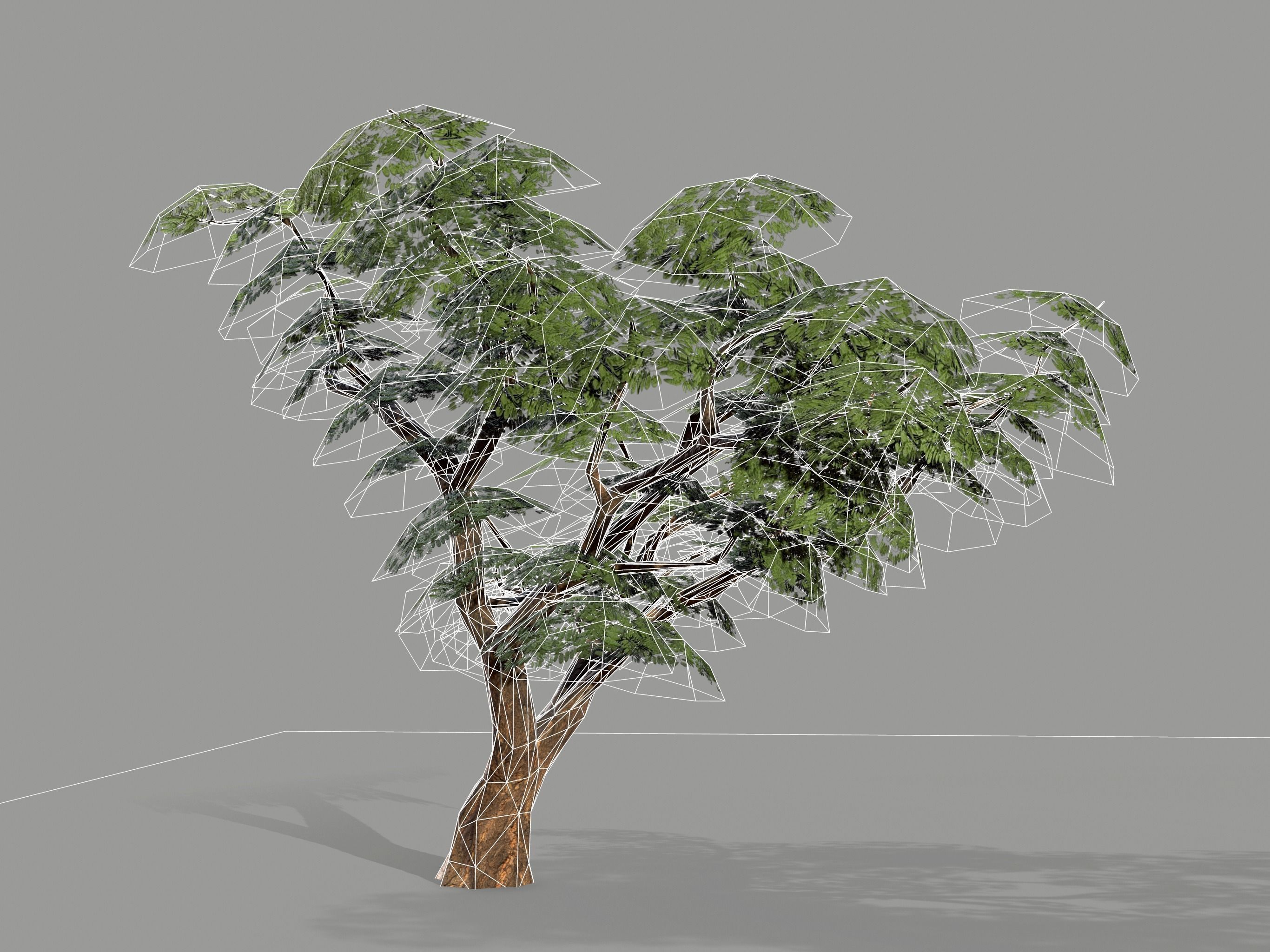 Ucla Tree 2 Variations Low Poly Low-poly 3D model_21