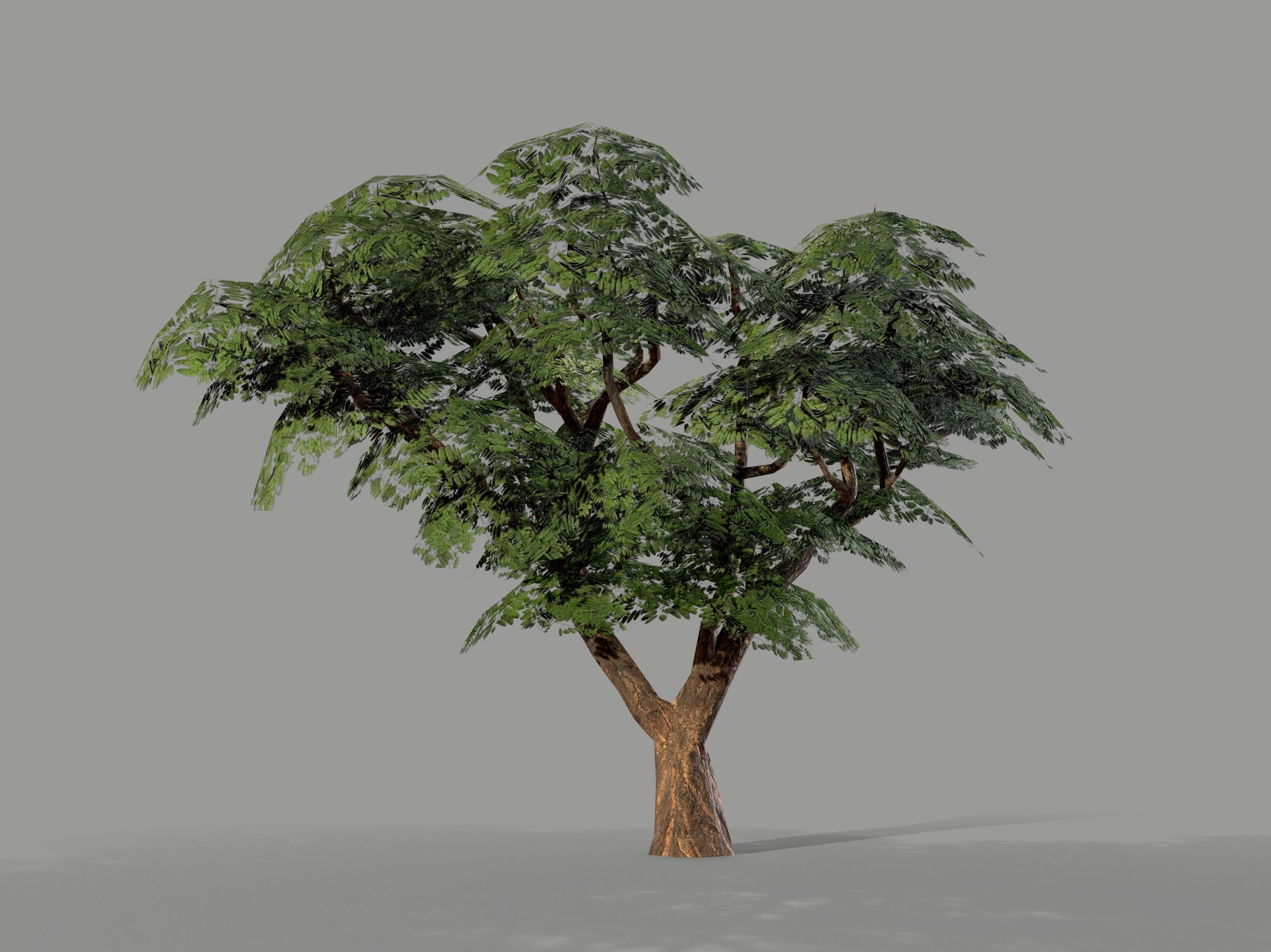 Ucla Tree 2 Variations Low Poly Low-poly 3D model_5