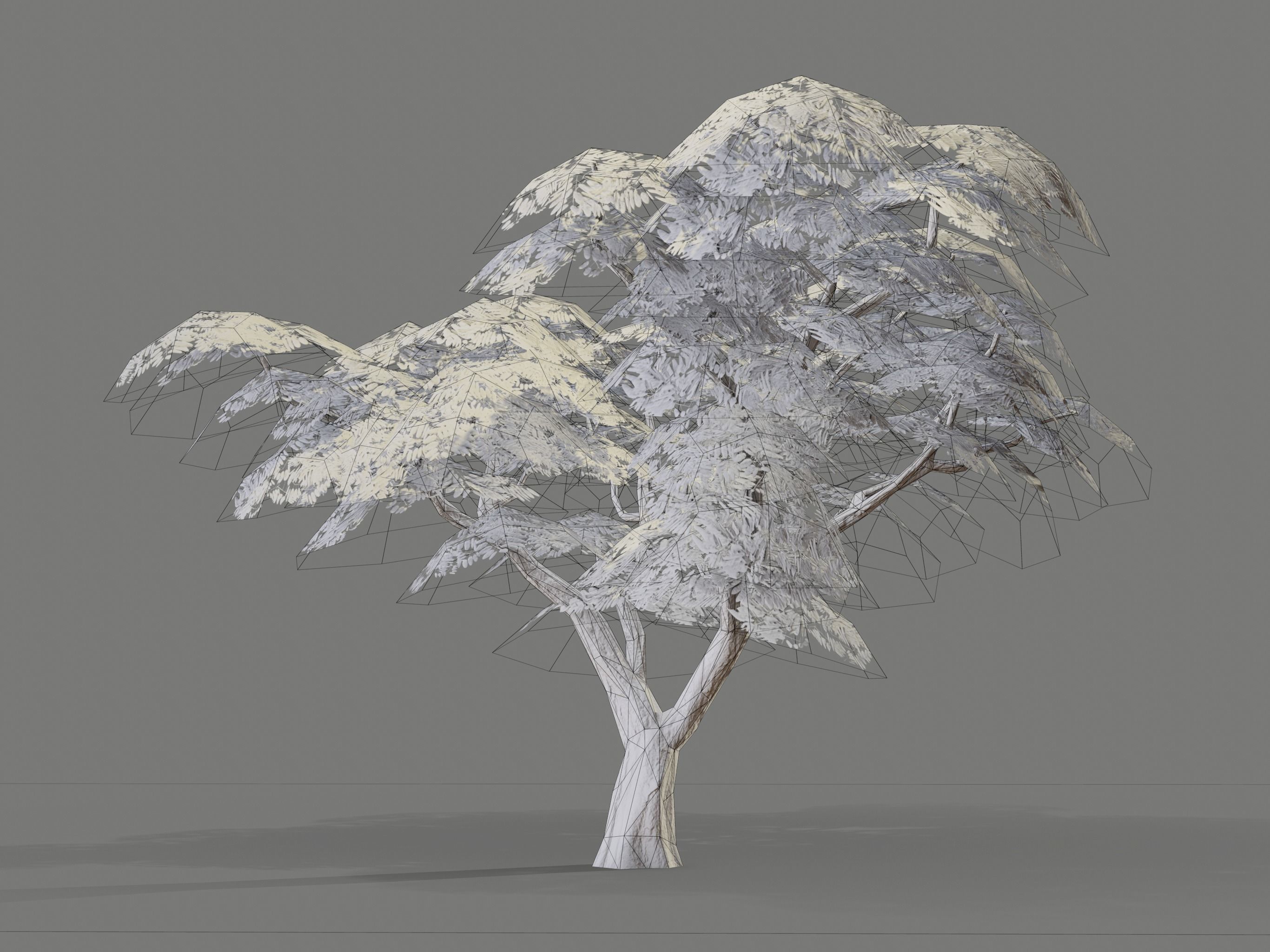 Ucla Tree 2 Variations Low Poly Low-poly 3D model_12