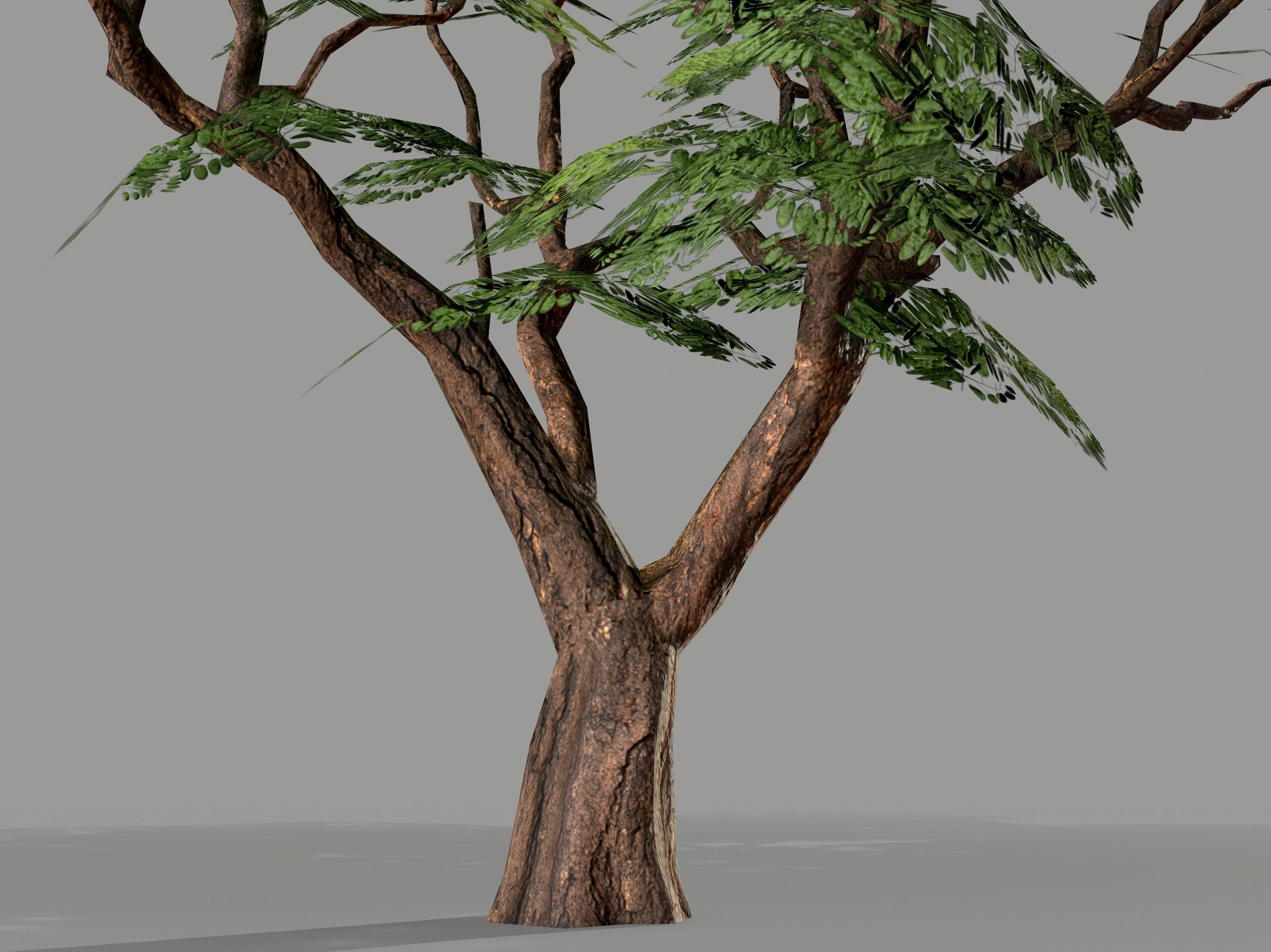 Ucla Tree 2 Variations Low Poly Low-poly 3D model_8