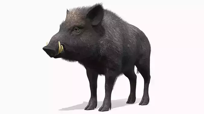 Wild Boar - Male Low-poly 3D model