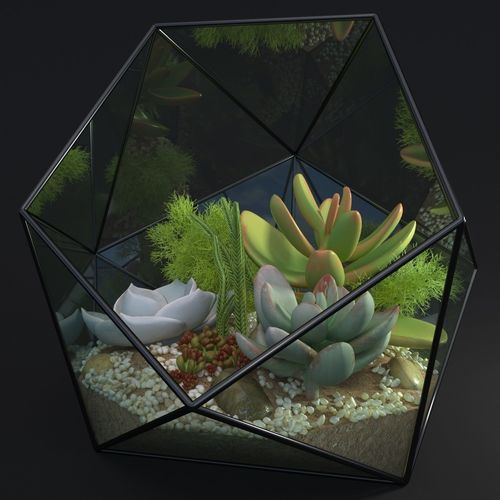 Florarium decorative succulent echeveria sedum crassula 3D model