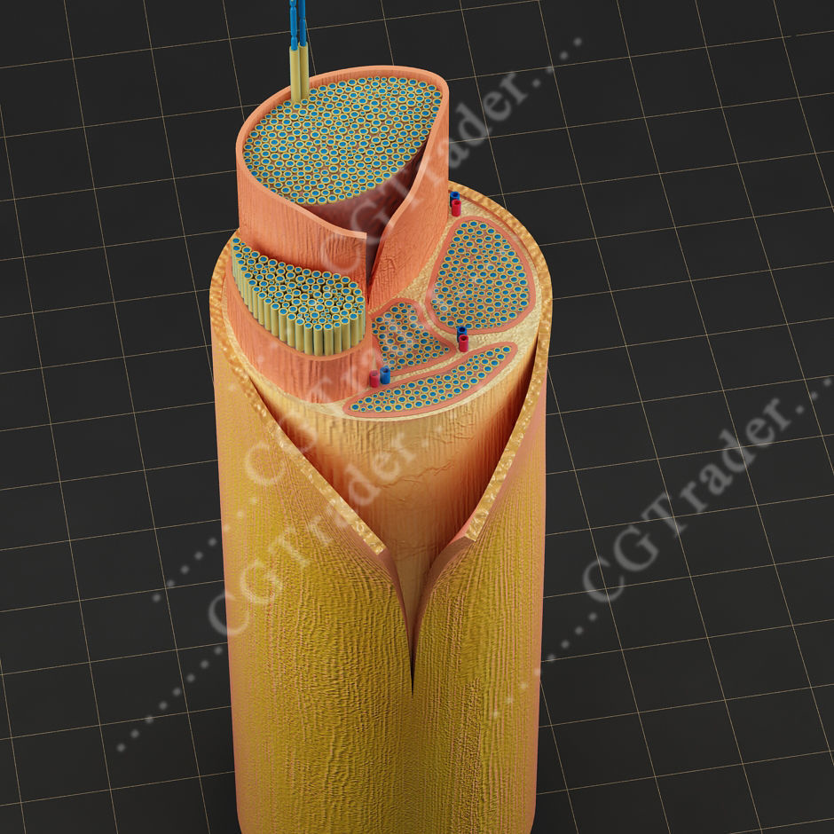 Spinal Peripheral Nerve Section 3D model_3