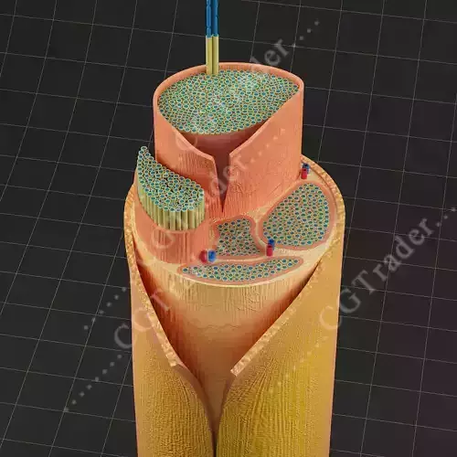 Spinal Peripheral Nerve Section 3D model
