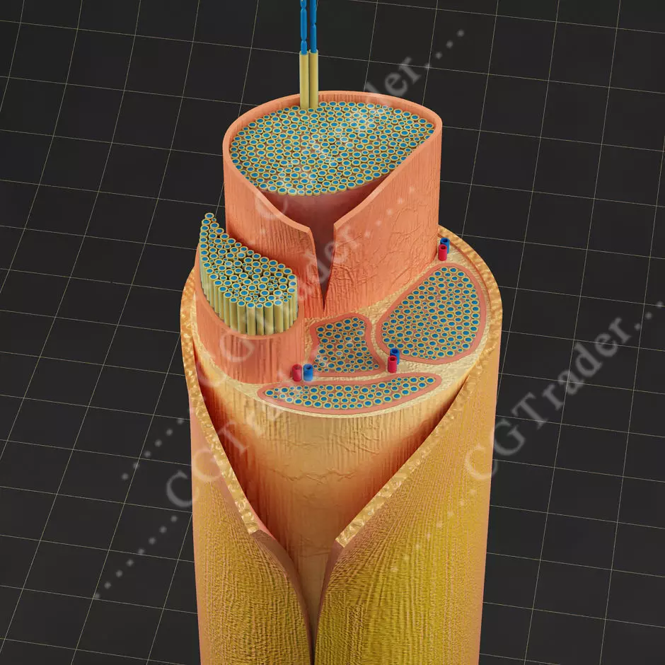 Spinal Peripheral Nerve Section 3D model_0