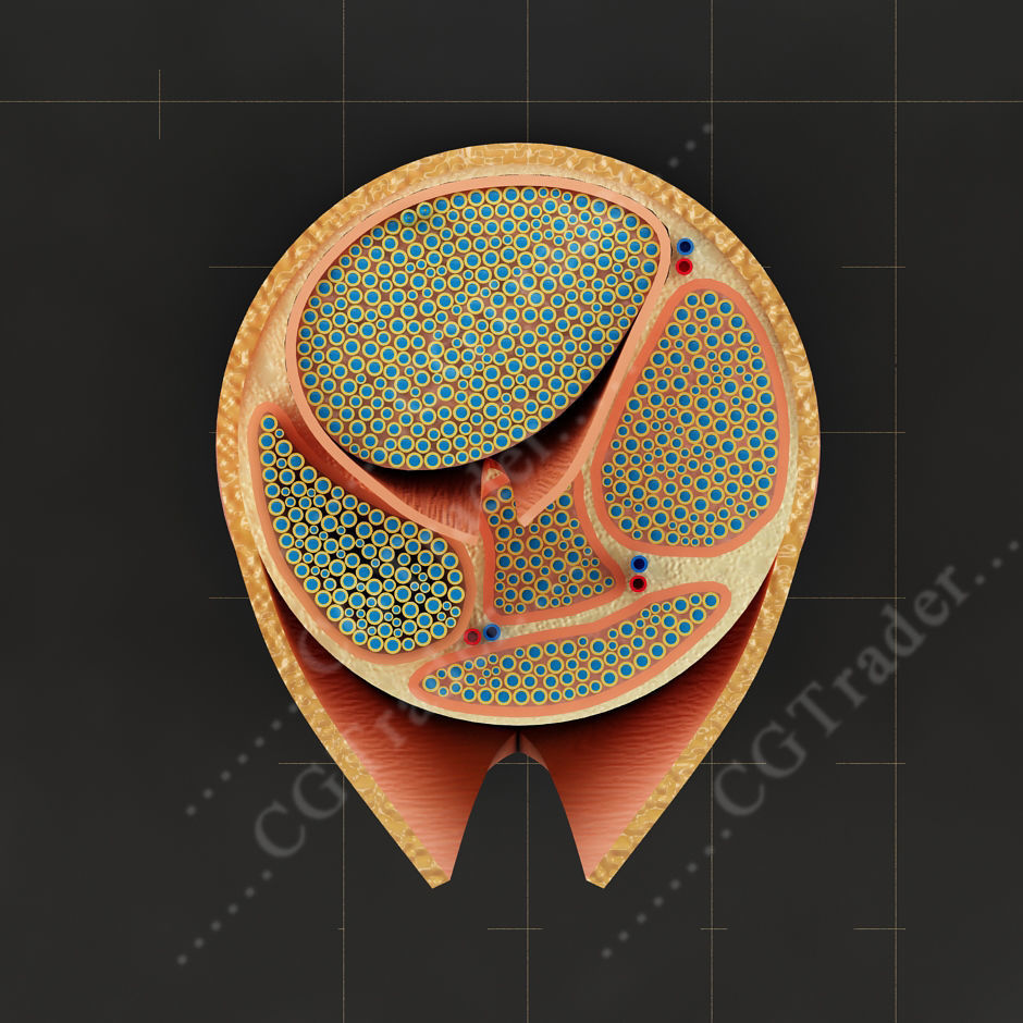 Spinal Peripheral Nerve Section 3D model_2