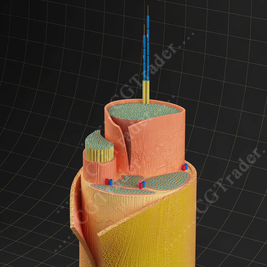 Spinal Peripheral Nerve Section 3D model_1