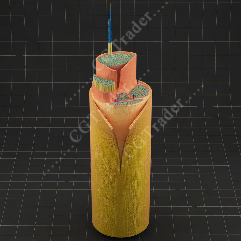 Spinal Peripheral Nerve Section 3D model_4